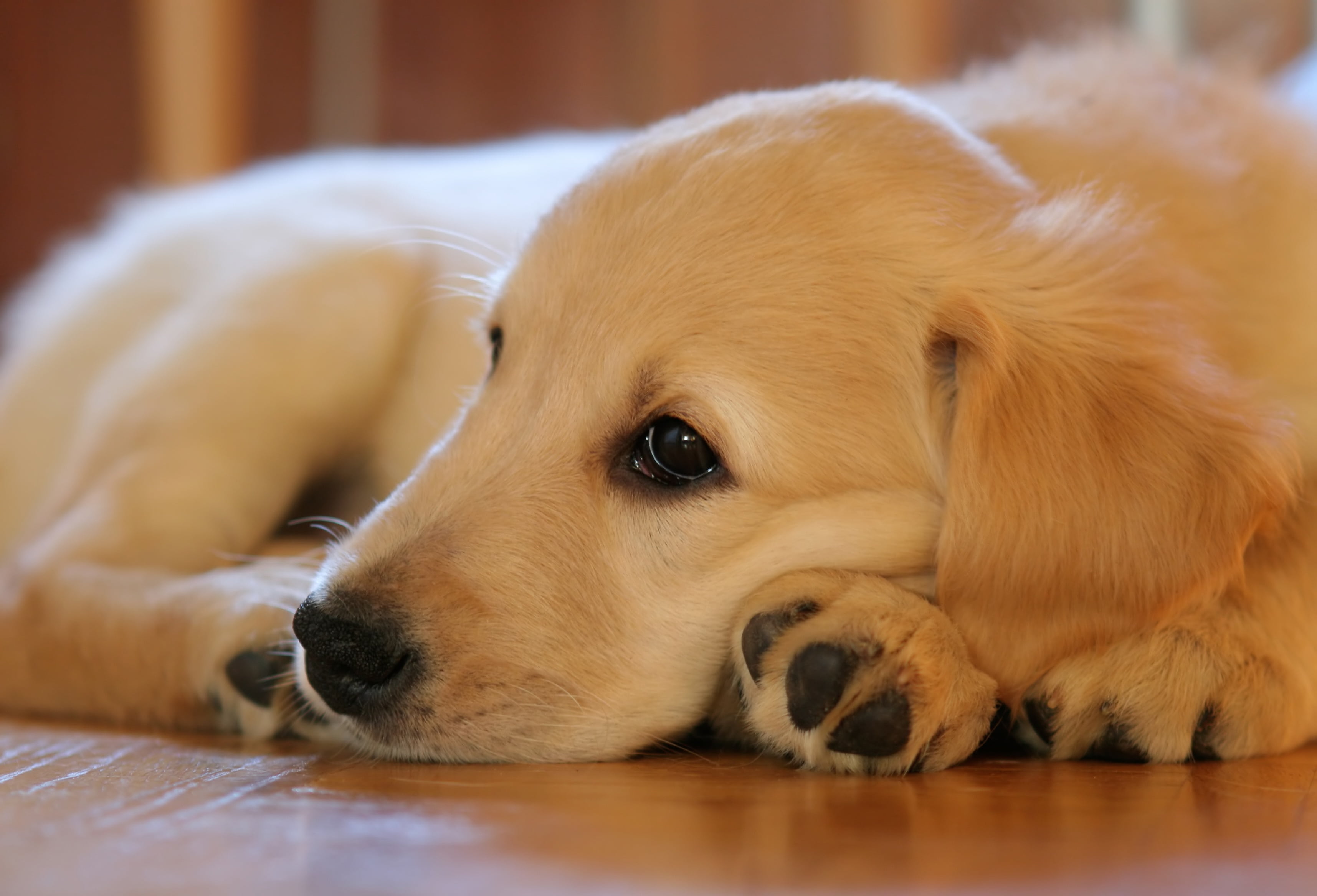golden Retriever, cute, relaxation, wood, purebred Dog, animal themes, young, retriever, mammal, no people, lying, canine, pet, hardwood floor, golden, HD Wallpaper