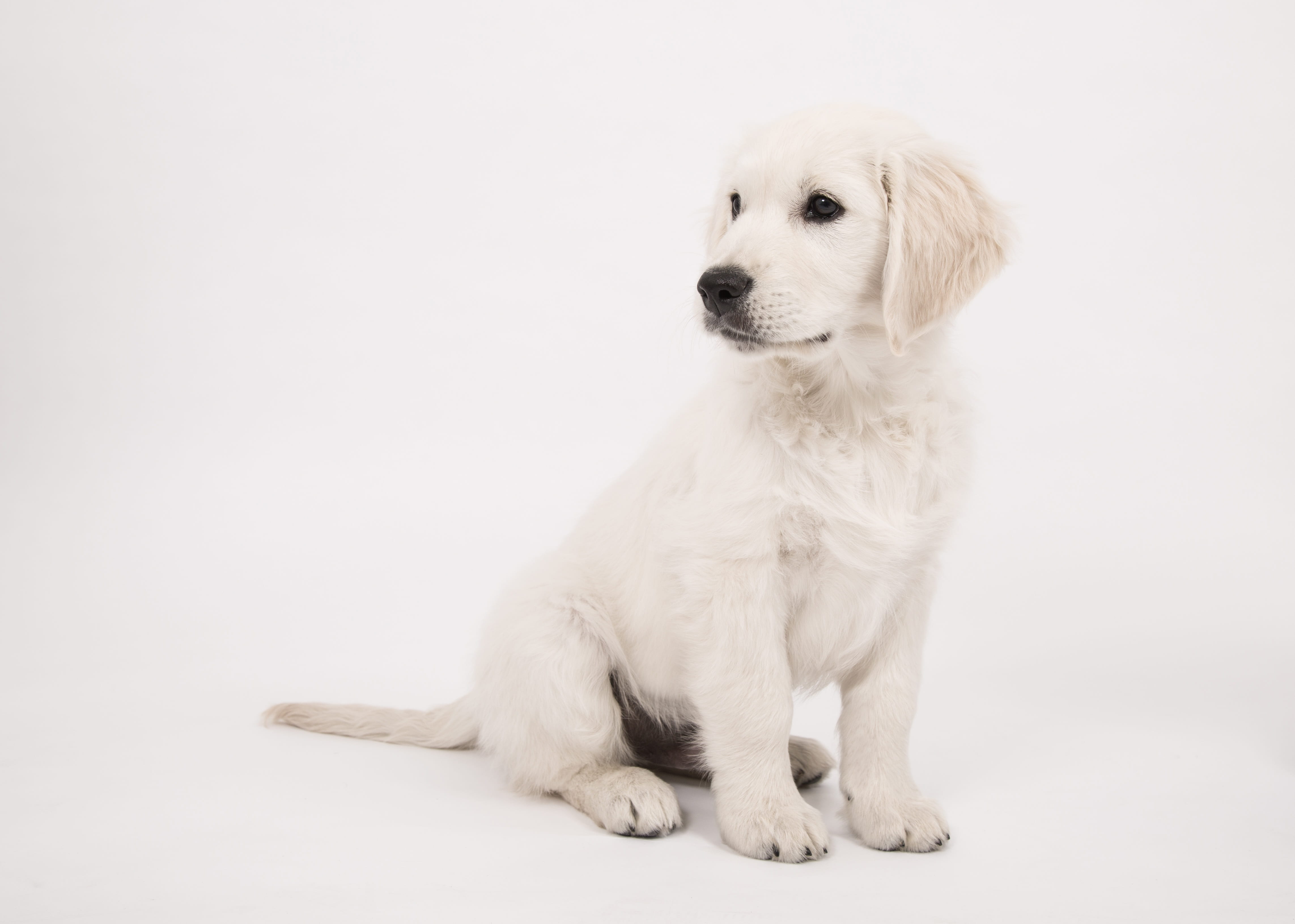 golden retriever, curious, pets, fur, photo, purry, dog look, small dog, male, taking, pretty, animal themes, portrait, no people, small, sits, mammal, HD Wallpaper
