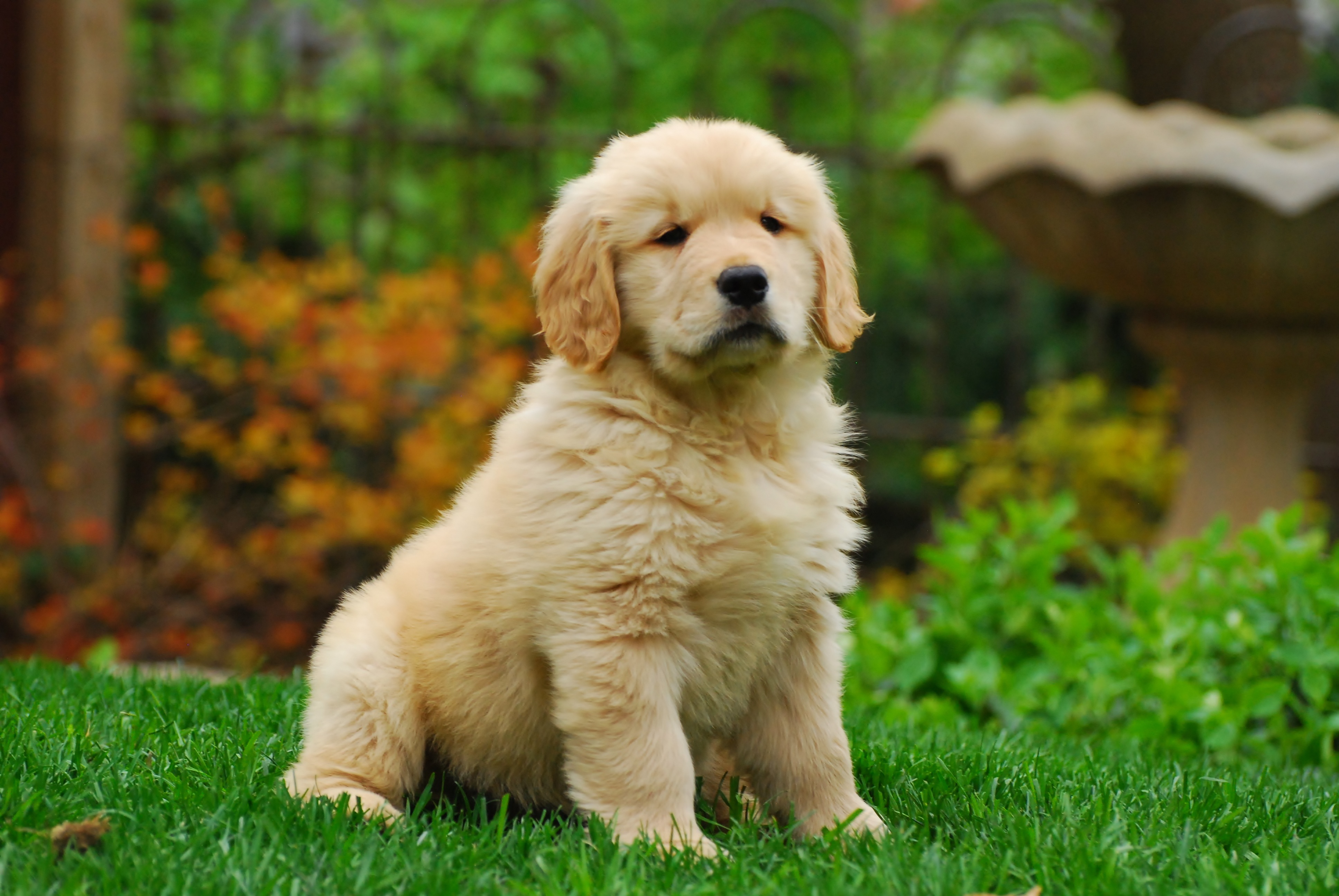 play, dog, green color, portrait, no people, fence, golden retriever, mammal, sitting, grass, purebred dog, day, green, young animal, animal themes, friend, HD Wallpaper