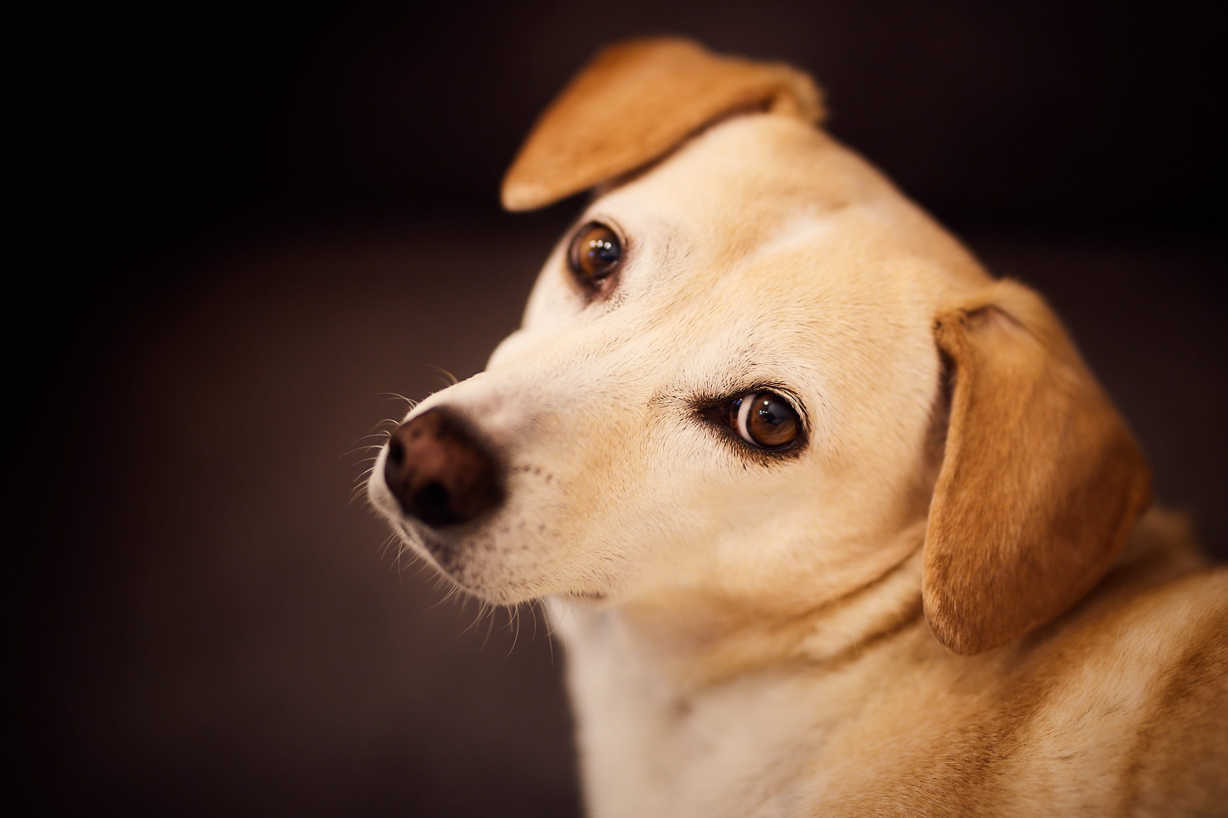 animal themes, fawn, cute, domestic, canine, looking away, looking, portrait, waiting, purebred dog, animal body part, dog, black background, tan, pets, HD Wallpaper