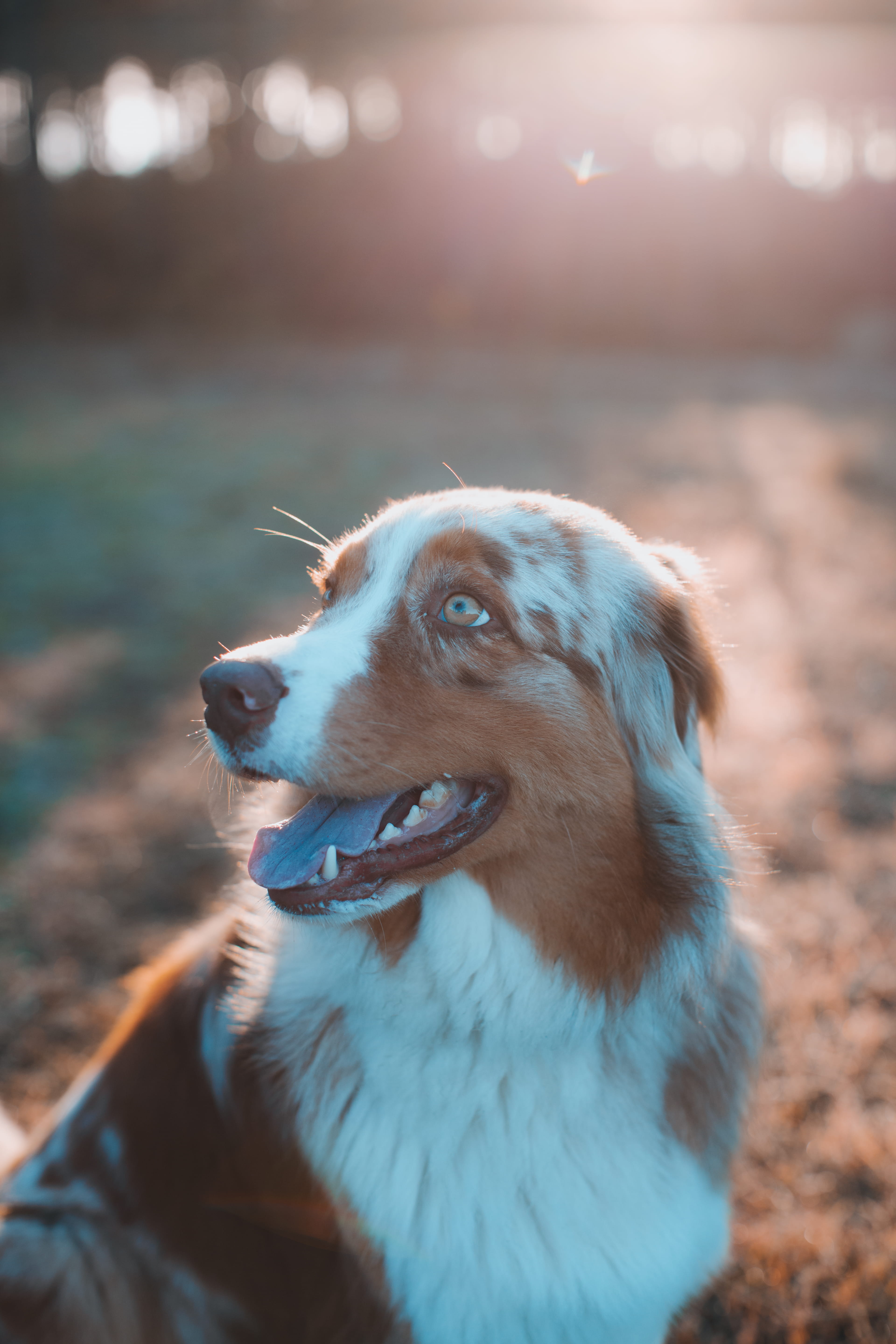 looking away, domestic, australian shepherd, mouth, focus, vsco, spaniel, hound, pets, no people, white, animal, brown, dog, pet, nature, animal themes, Phone HD Wallpaper