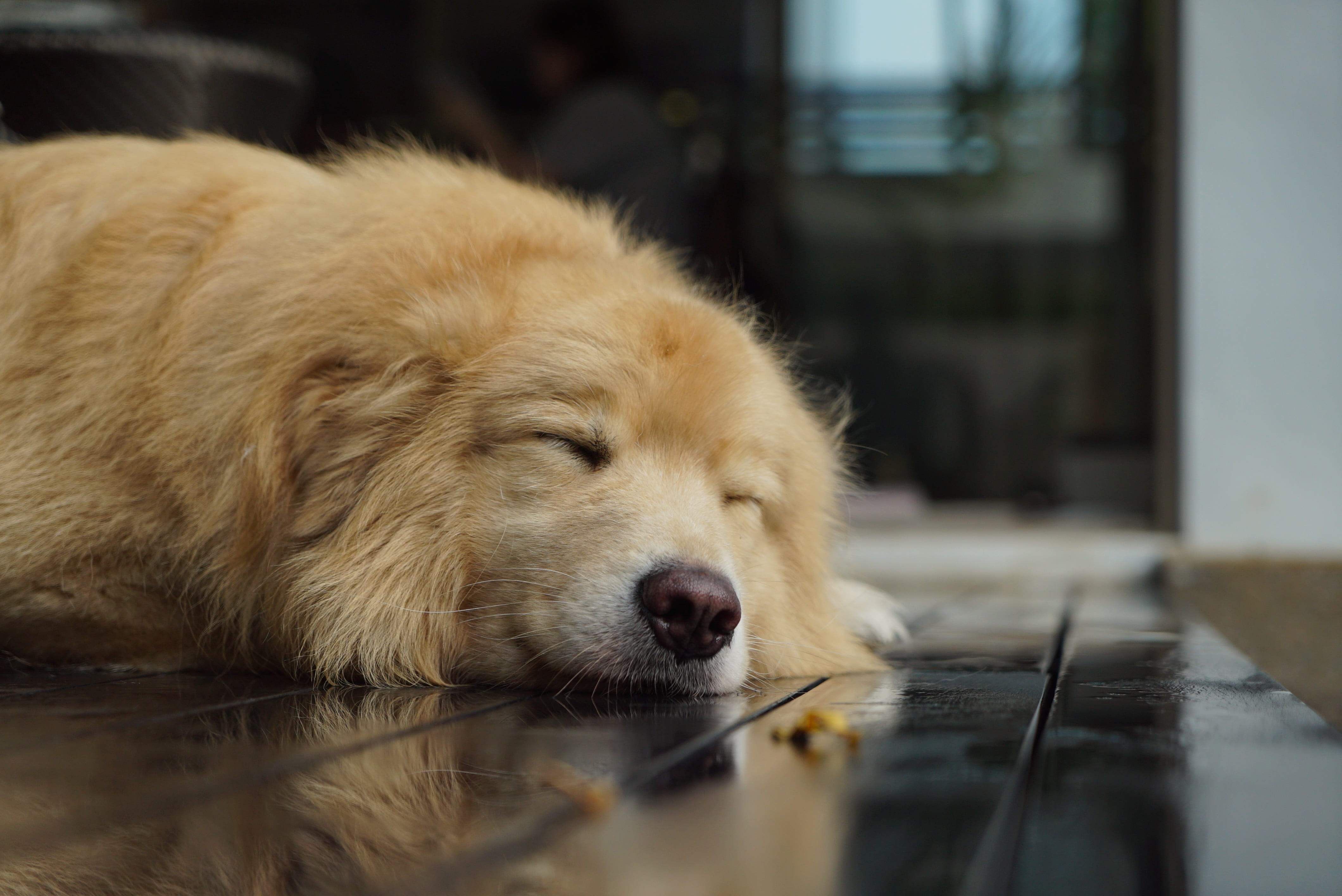 animal themes, no people, animal, lying down, lying, retriever, cute, resting, coated, sleeping, domestic animals, canine, fur, close-up, medium, napping, HD Wallpaper