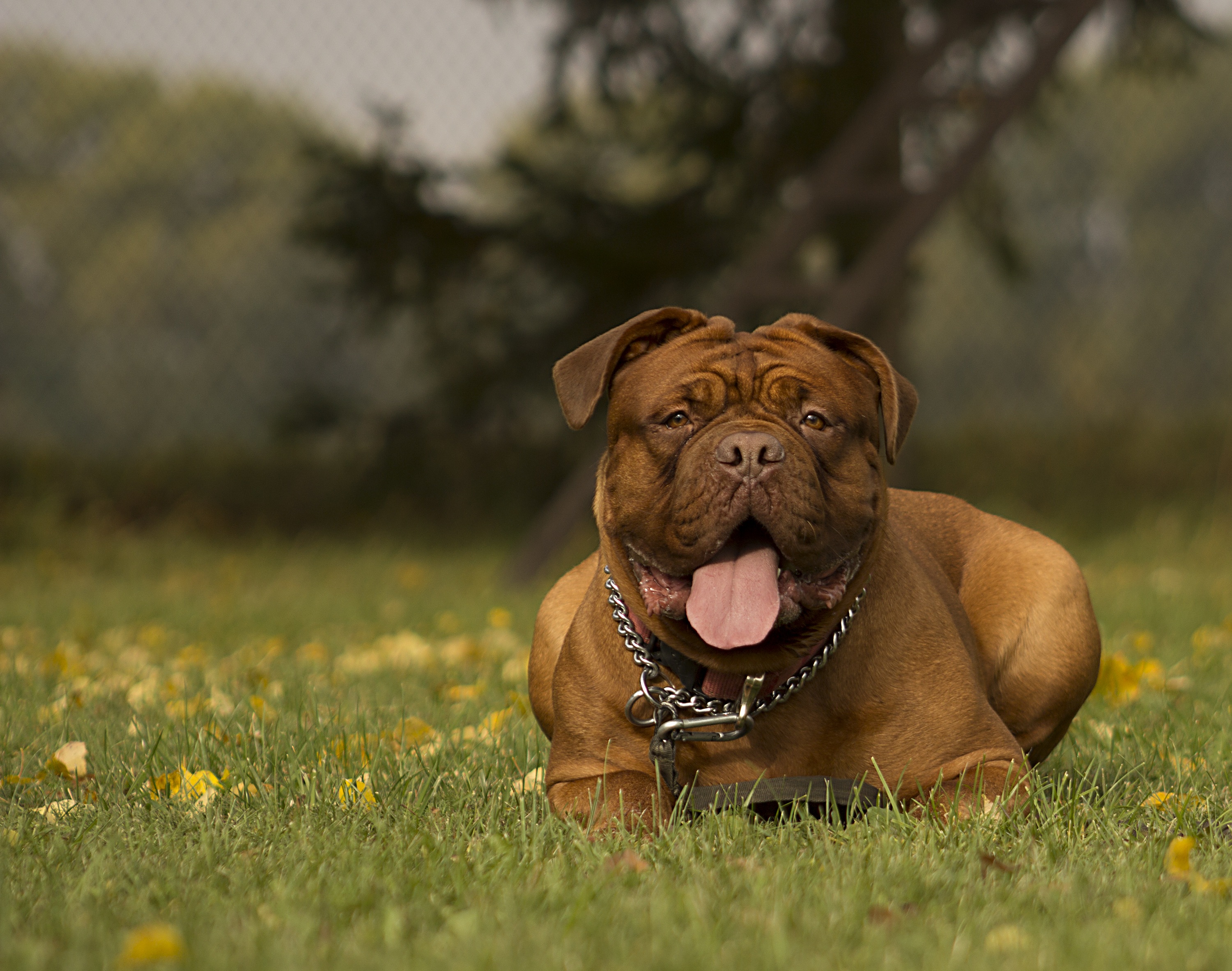 green, funny, puppy, view, beautiful, no people, cute, dog, home, canine, young, mastiffs, animal head, thoroughbred, background, sunny, de, head, animal themes, HD Wallpaper