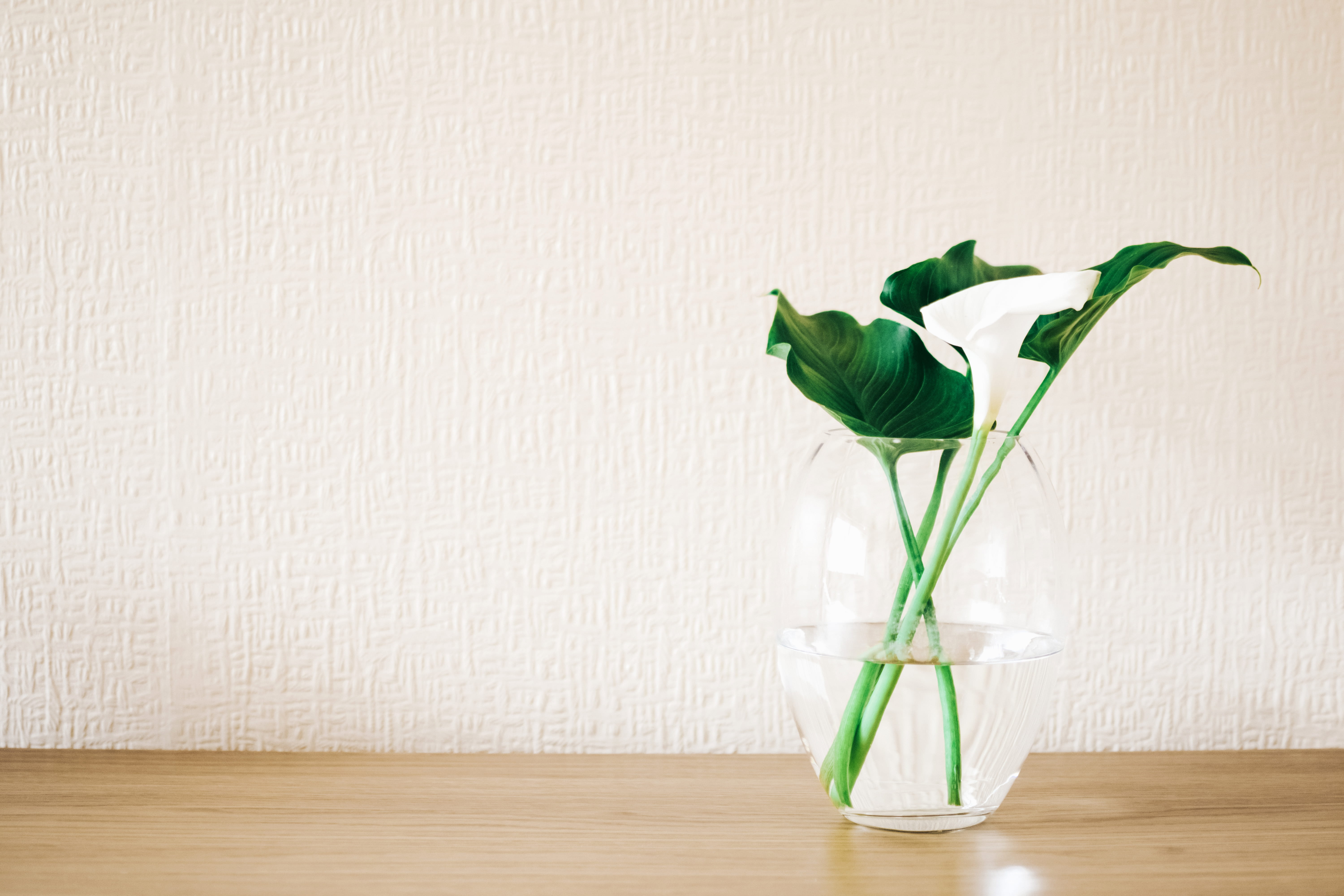 plants, 5K, fragility, green, flower head, plant, copy space, bloom, home interior, white color, beauty in nature, houseplant, wall, nature, wood - material, HD Wallpaper