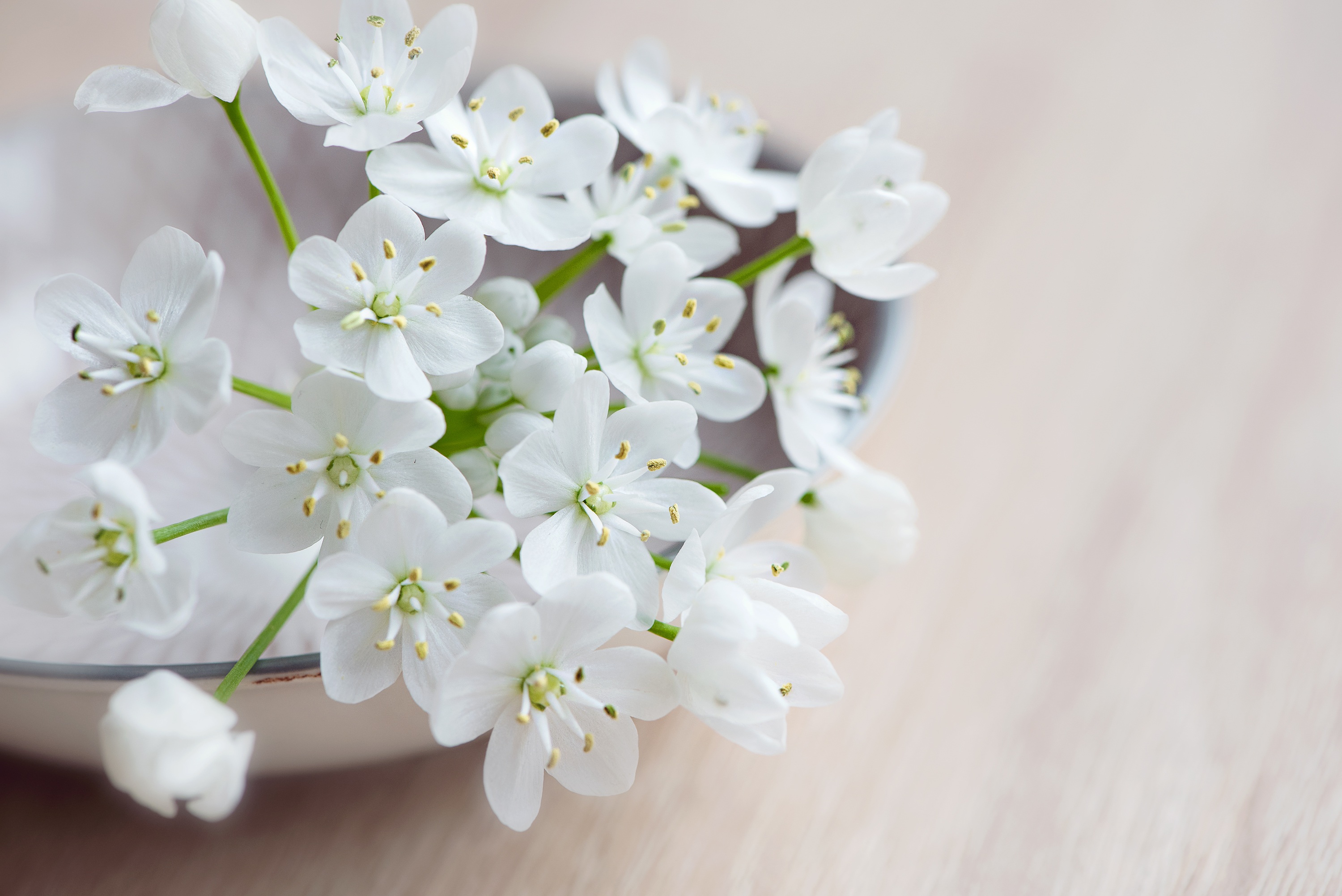 tender, wood - Material, spring, fragility, focus on foreground, plant, leek flower, bunch of flowers, 2K, flower, flowers, branch, growth, small flowers, HD Wallpaper