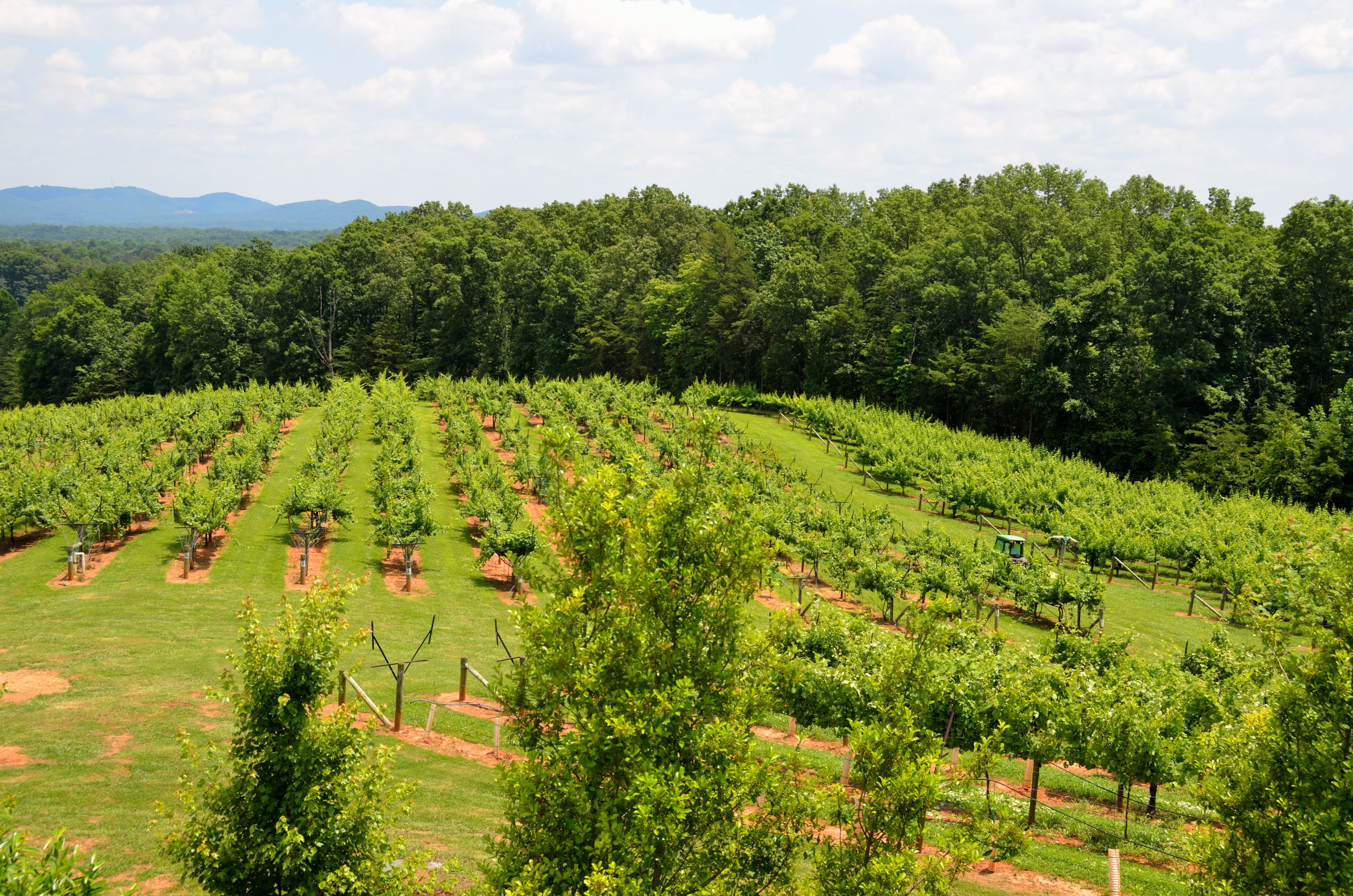 hills, beauty in nature, tranquility, agriculture, winemaking, no people, vine, winery, row, north georgia, farm, growth, rural scene, crop, nature, wine, HD Wallpaper