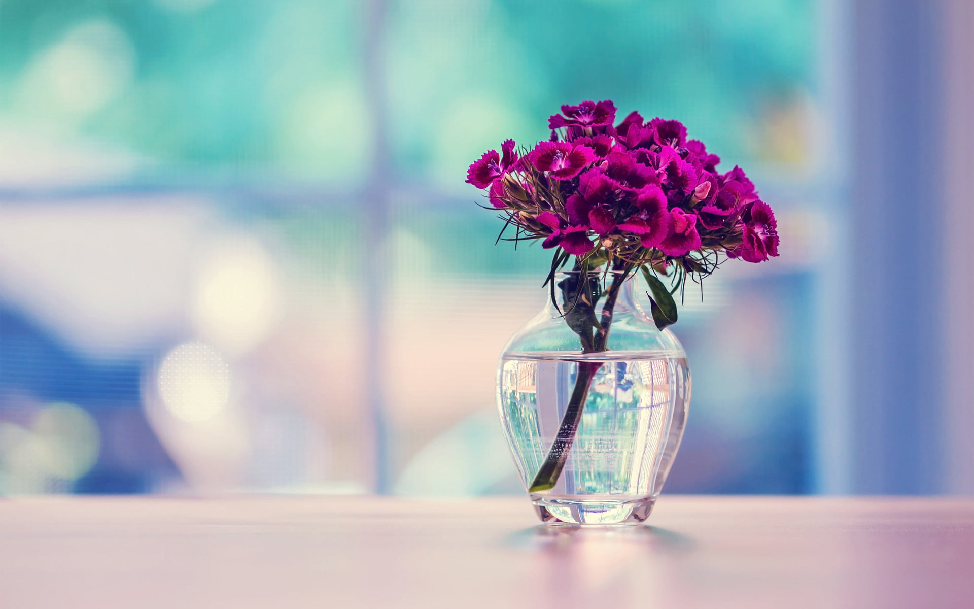 carnation, container, clear, flower, purple, no People, beauty in nature, arrangement, petal, glass, wood - Material, elegance, flower Head, flowering plant, HD Wallpaper
