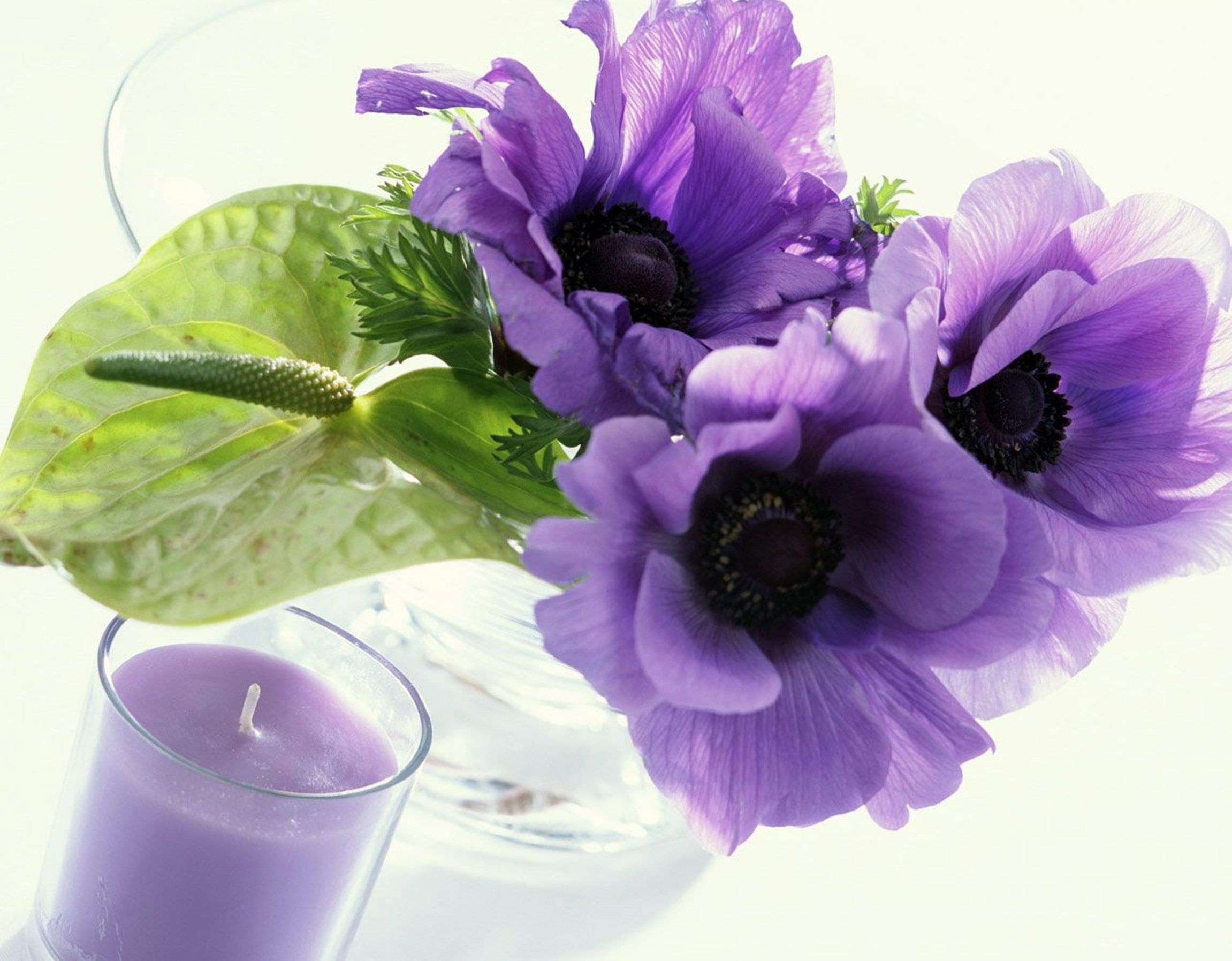 arrangement, freshness, isolated, plant, white, 1080P, botany, beauty In Nature, drink, vase, purple flowers, vulnerability, food and drink, purple, food, HD Wallpaper