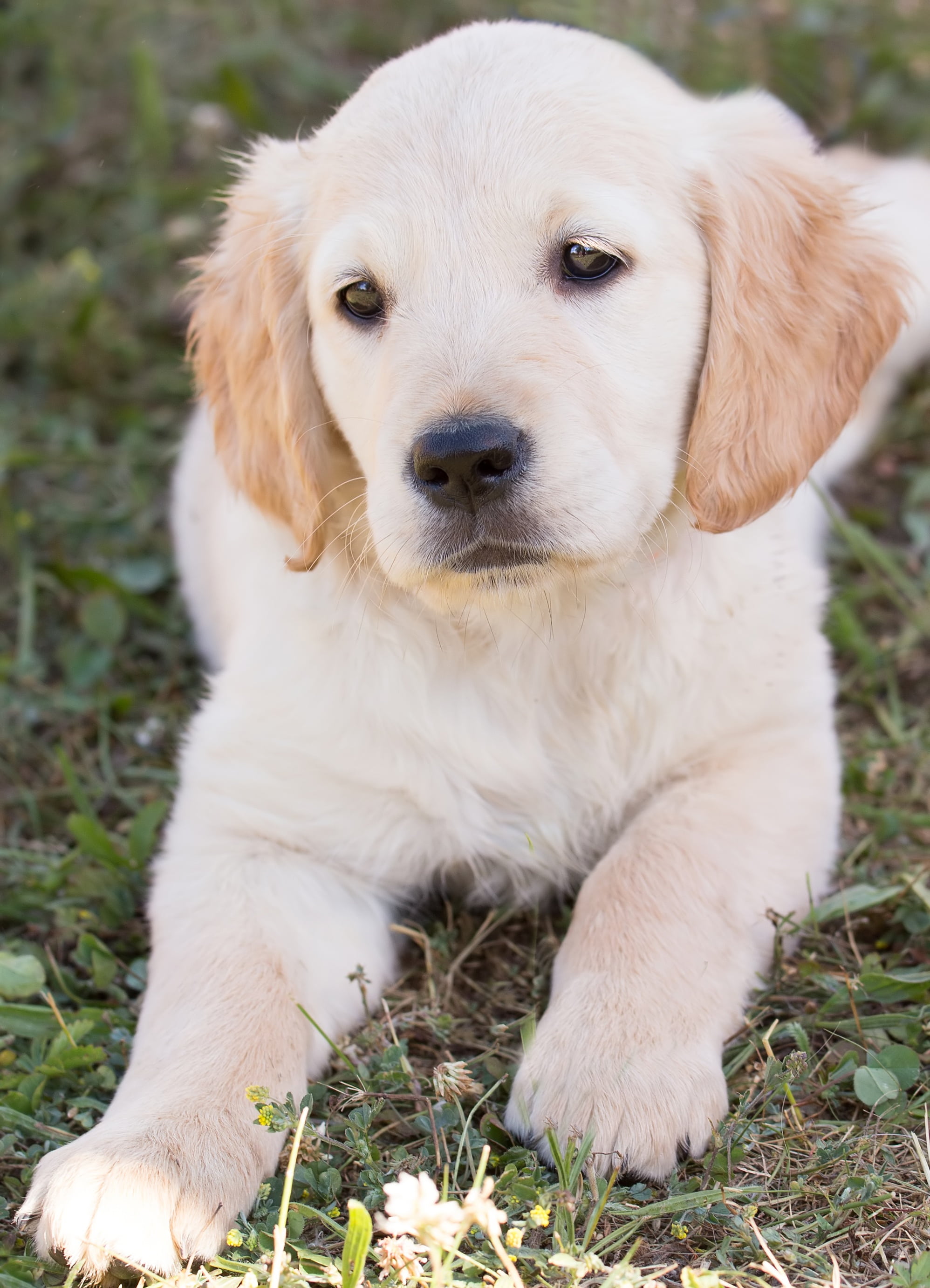 animal head, young animal, 2K, plant, cute, day, out, concerns, animal themes, domestic, outdoors, retriever, dog, purebred Dog, portrait, no people, green, Phone HD Wallpaper