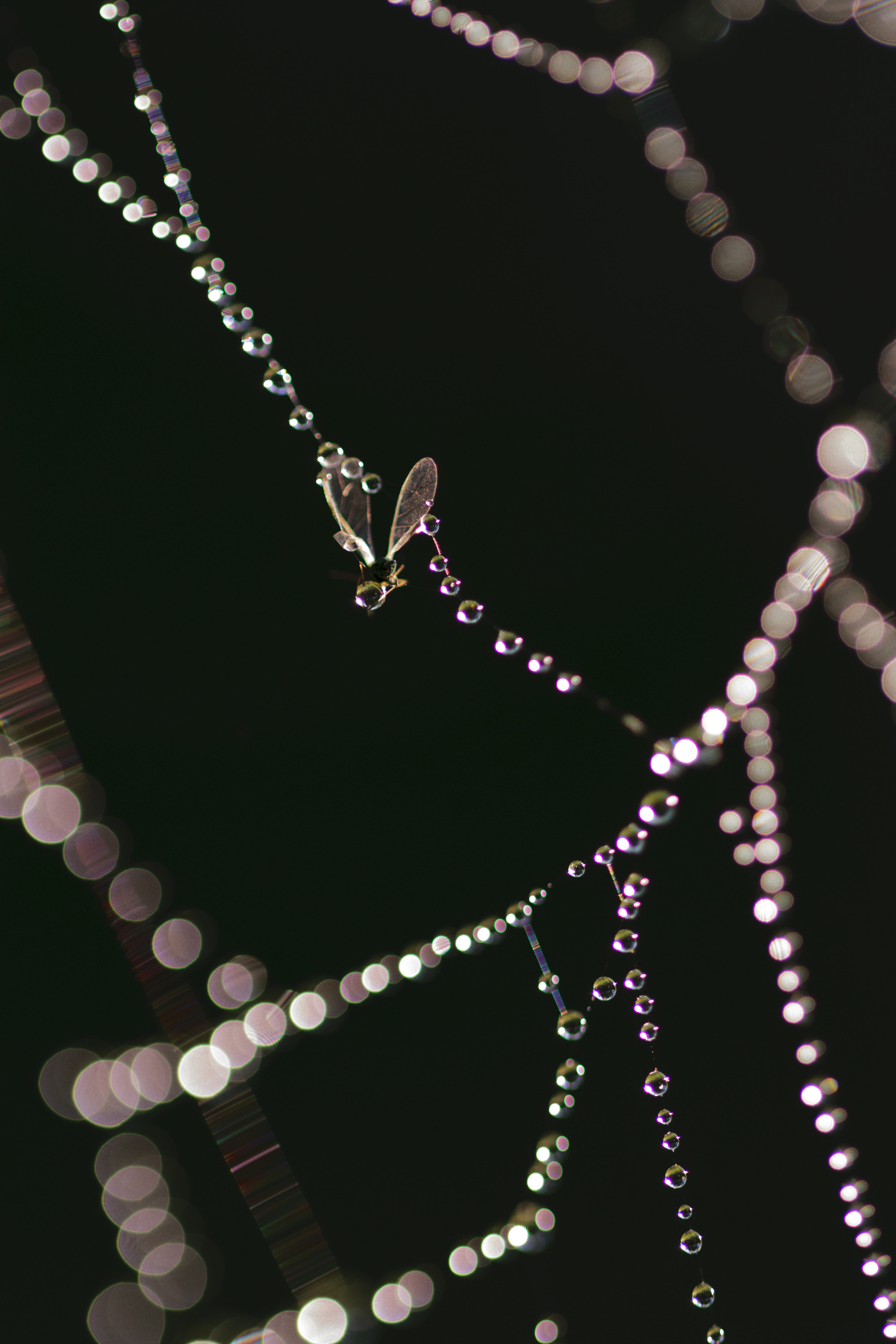 danger, illuminated, day, beads, up, black, circle, Abstract, insect, silver, light - natural phenomenon, texture, geometry, decoration, low angle view, Phone HD Wallpaper