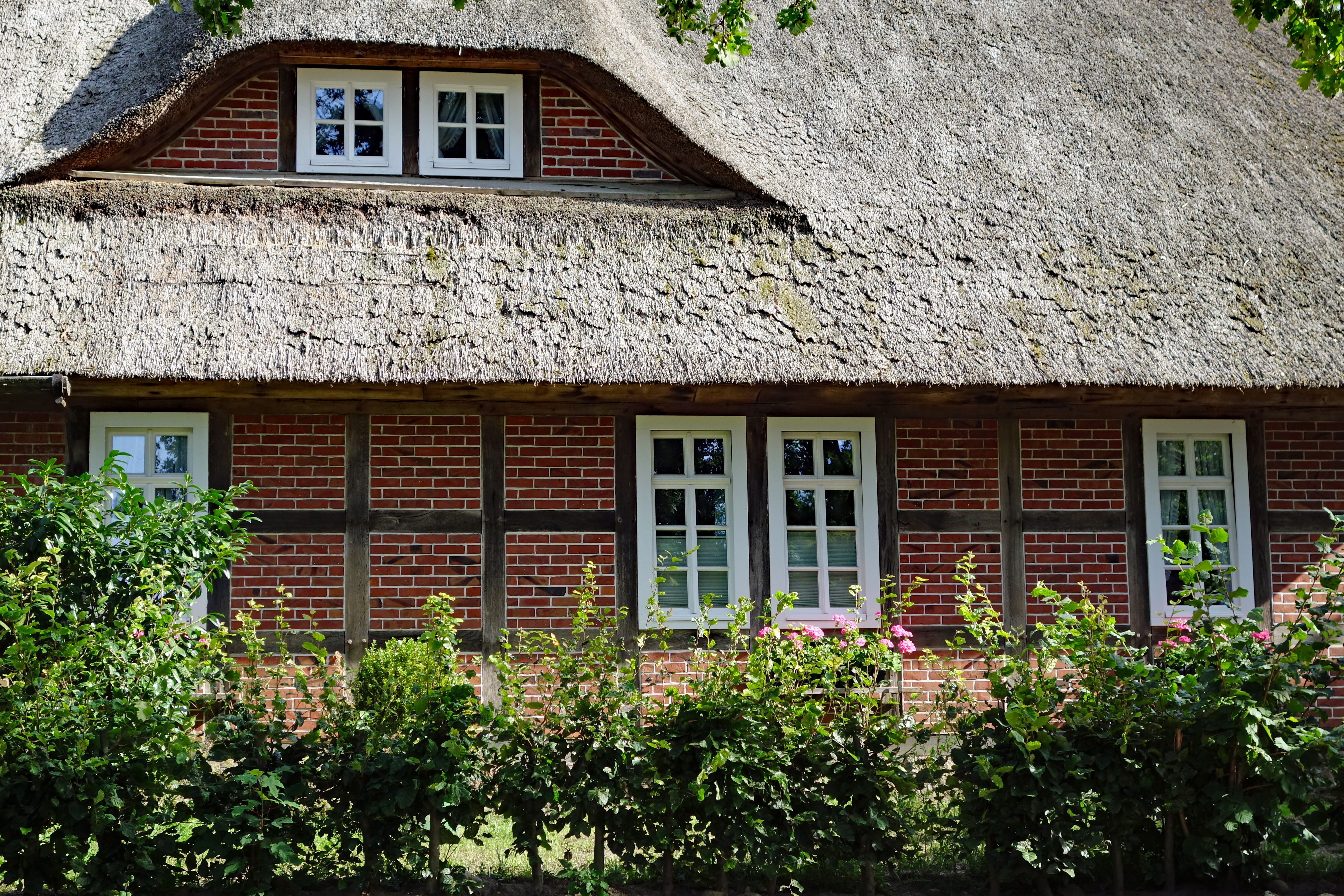 house, plant, built structure, no people, nature, wall, lattice windows, cottage, window, exterior, lüneburg heath, growth, thatched cottage, building, HD Wallpaper
