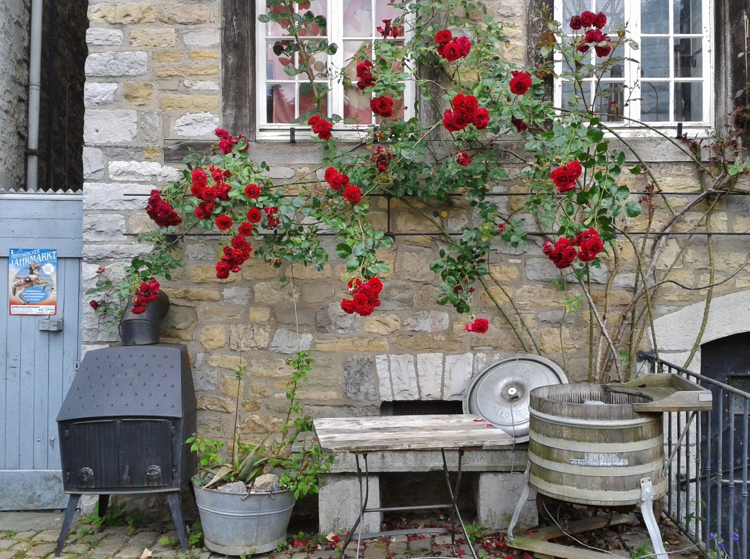 climbing rose, nature, quarry stone, bloom, building exterior, flowers, daytime, no people, rose, window, red, concrete, plant, flower pot, still life, HD Wallpaper