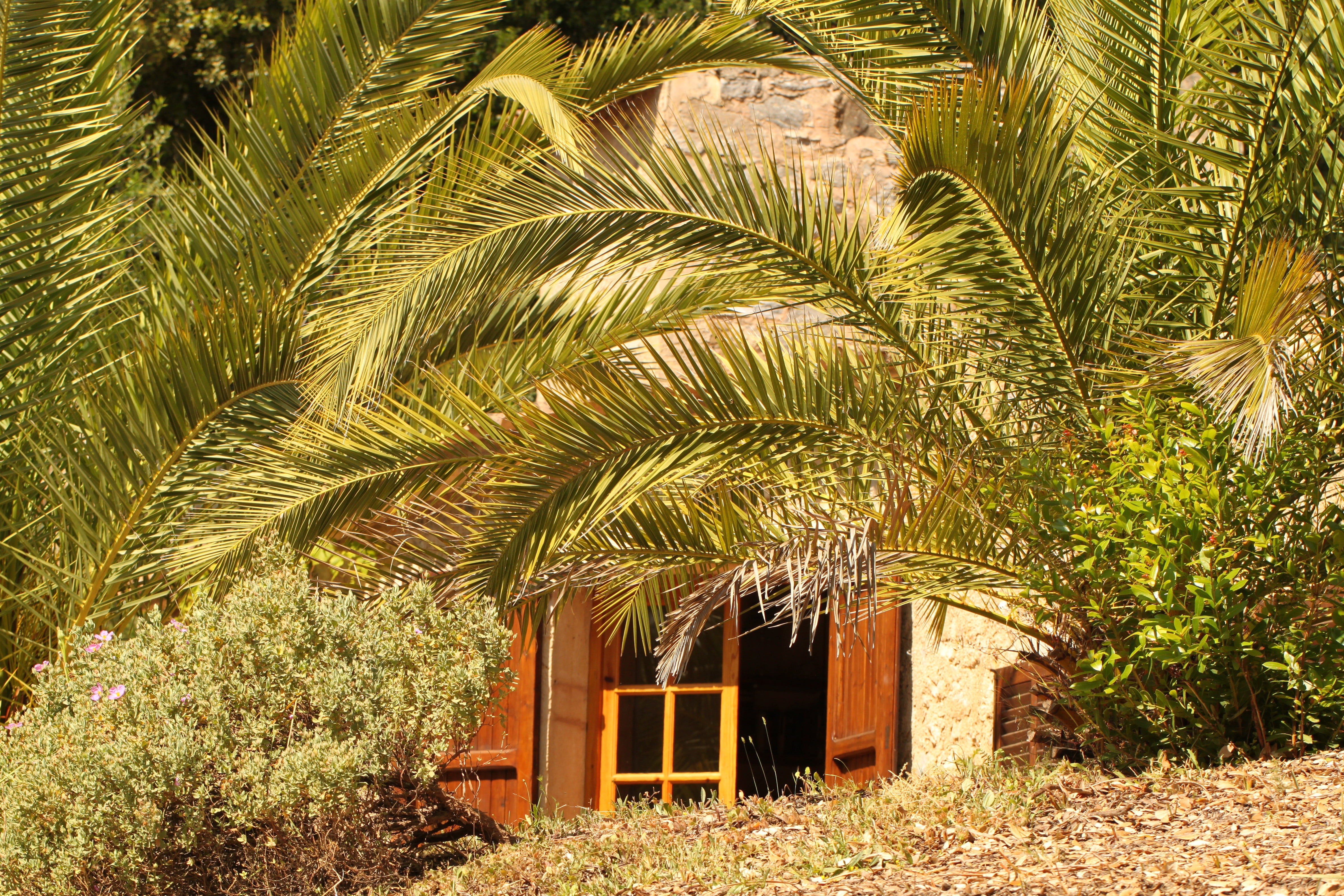 leaf, built structure, no people, holiday flair, tree, lattice windows, palm trees, outdoors, growth, green color, building, day, entrance, sunlight, mallorca, HD Wallpaper