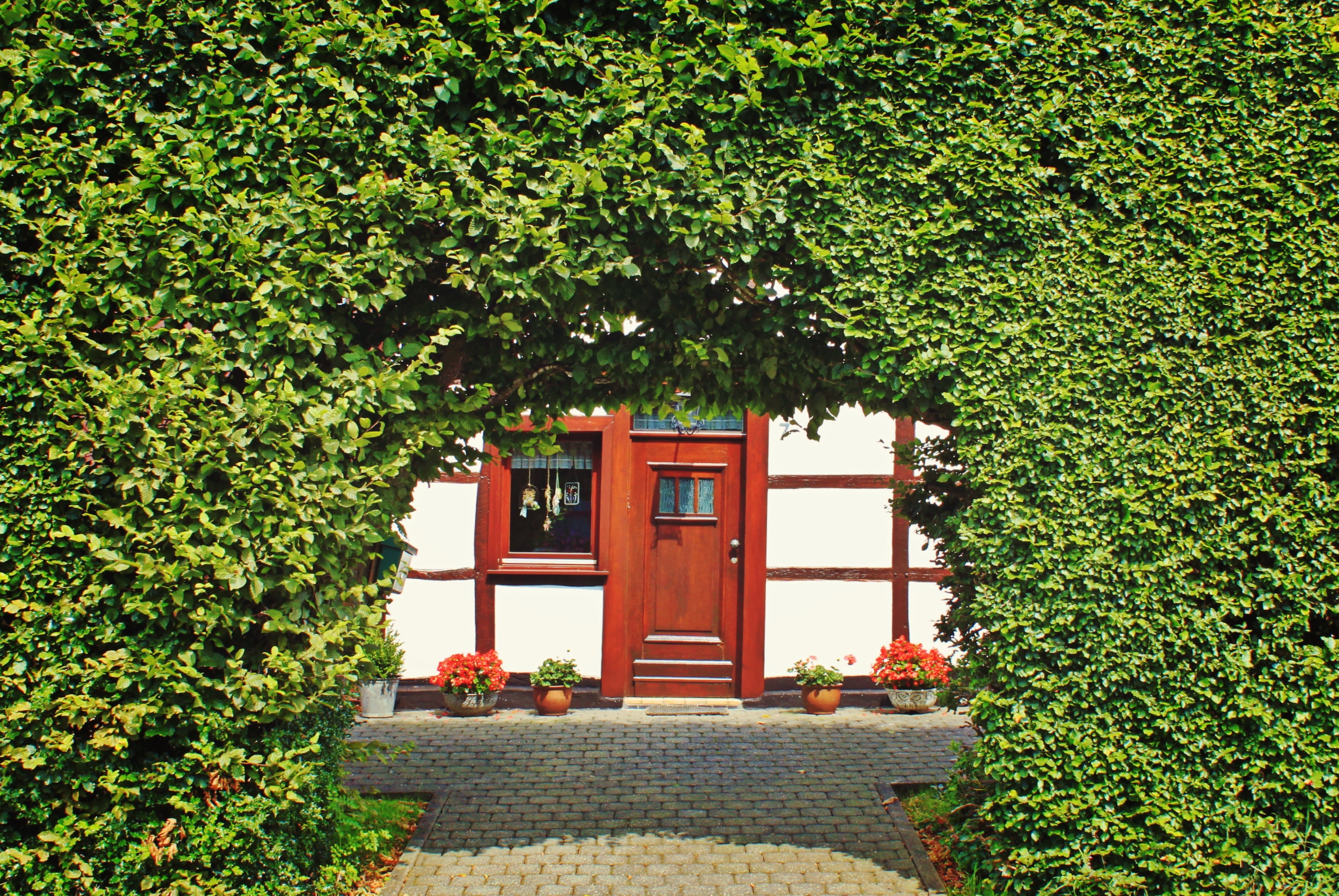 eifel, plant part, planting, white, lattice windows, photo, architecture, eifelhaus, house, house entrance, tree, residential district, green, front, leaves, HD Wallpaper