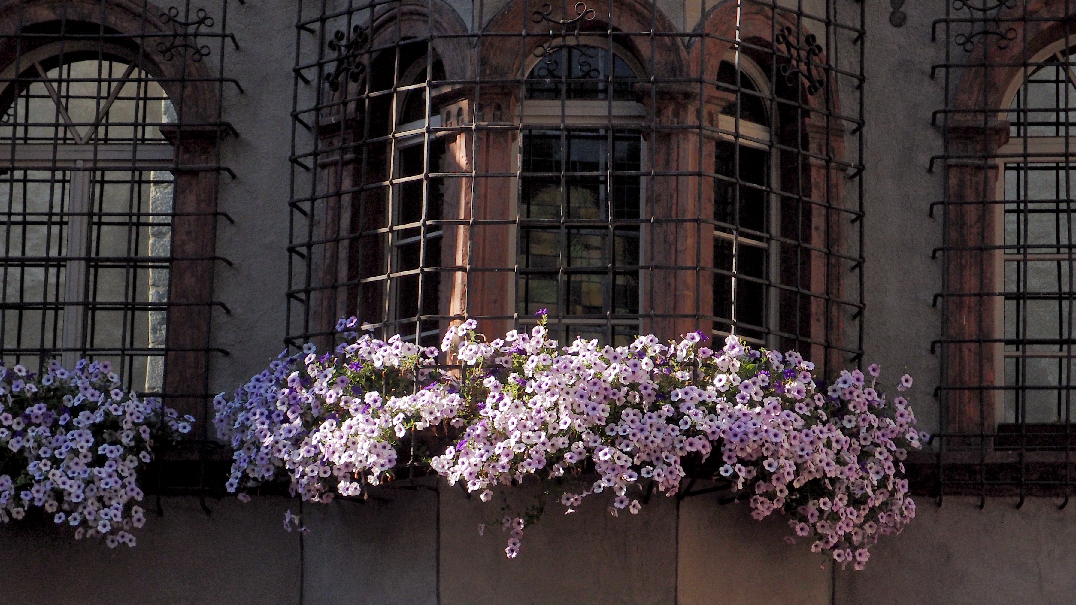 fragility, iron lattice, 2K, day, building, flowers, flower, vulnerability, glass - material, building exterior, flowering plant, low angle view, outdoors, HD Wallpaper