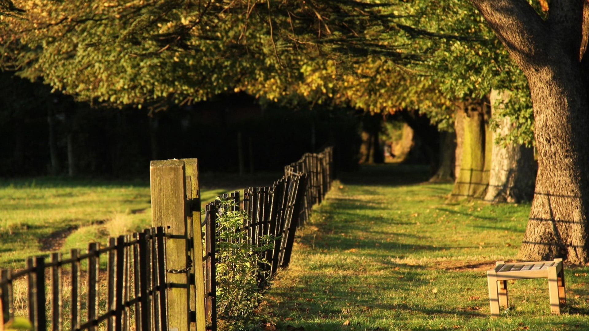 tranquility, protection, plant, worm fence, no people, wood - material, forest, land, architecture, bridge, outdoor, sunlight, grass, old, natural, landscape, HD Wallpaper