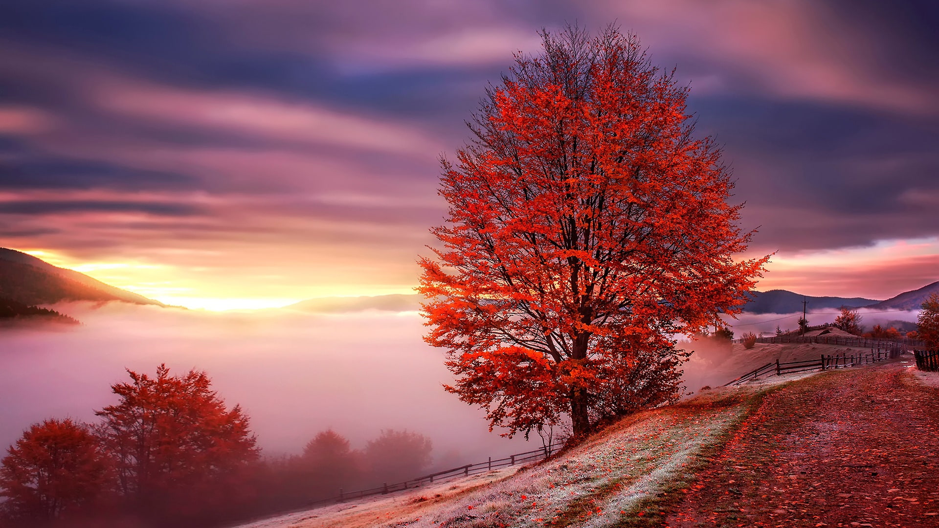 foggy, autumn landscape, red tree, 1080P, autumn tree, fog, red leaves, dirt road, HD Wallpaper