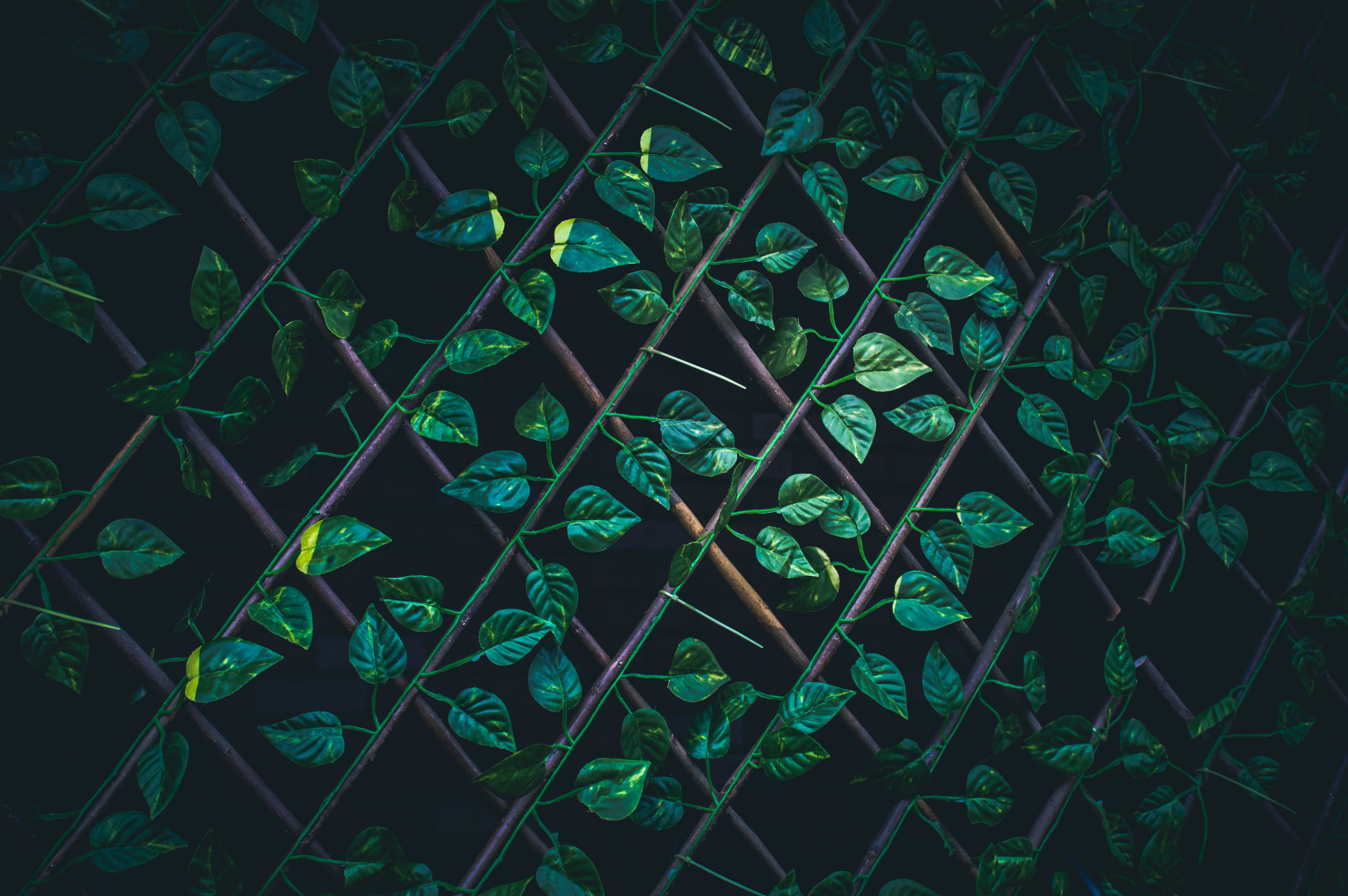 природа, shape, background, leaves, листья, digital composite, abstract, creativity, leaf, frame, life, plastic leaf, outdoors, close-up, лист, security, HD Wallpaper