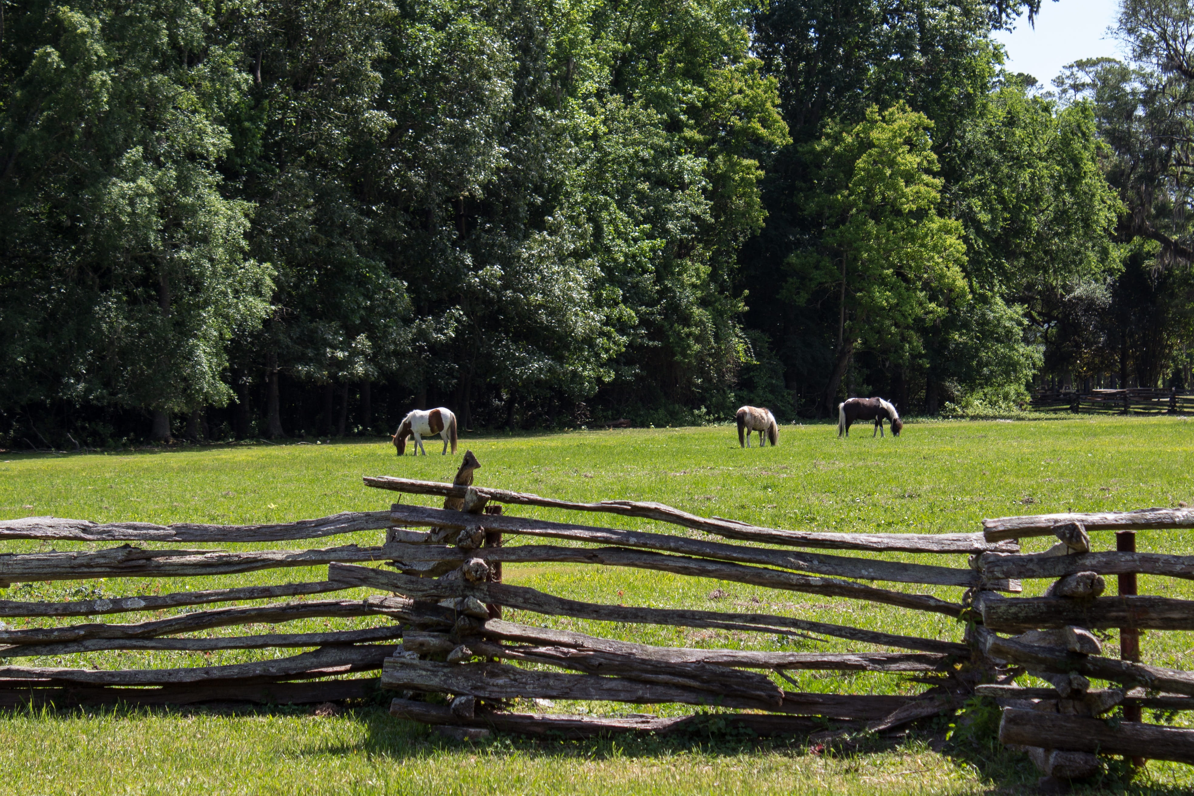 group of animals, domestic, Lattice, outdoors, rugged, tree, harness, agriculture, brown, forest, animal themes, Pasture, grazing, domestic animals, land, HD Wallpaper