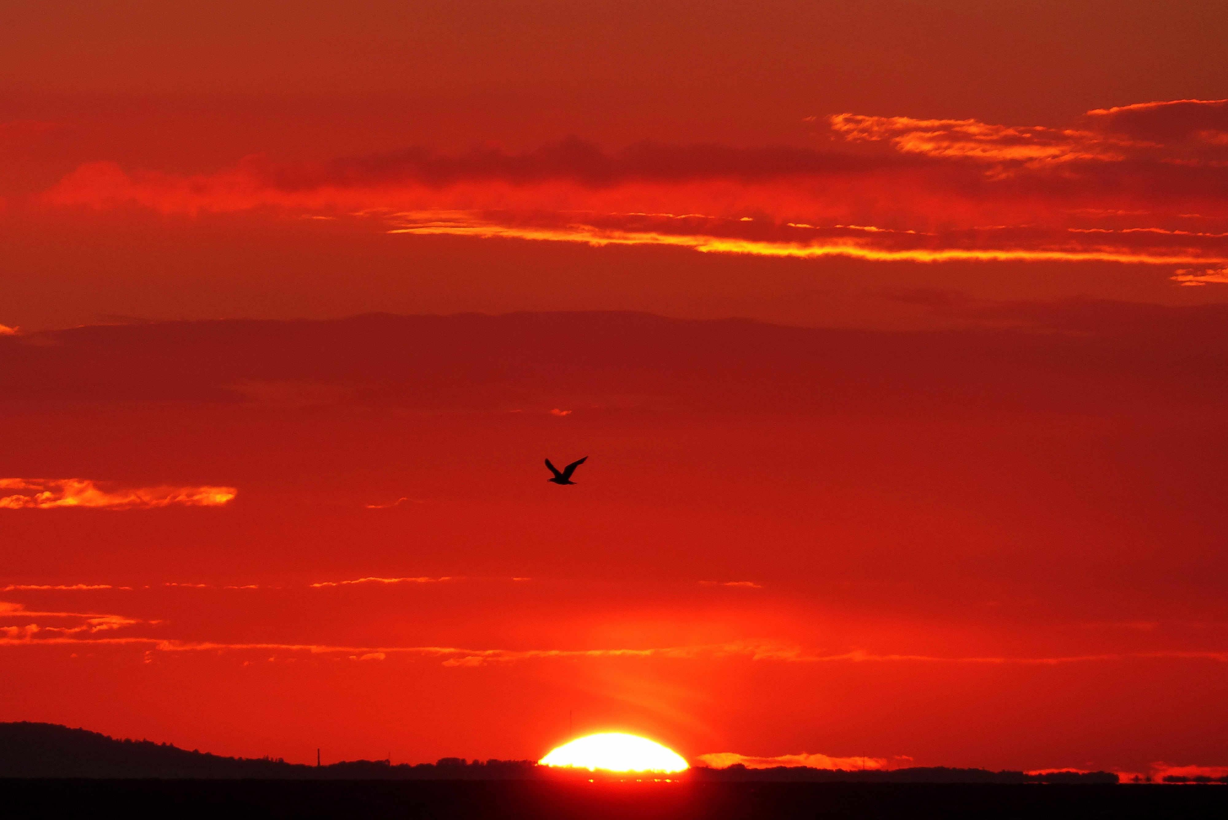beauty in nature, seagull, evening sky, afterglow, sky, romantic, back light, flying, vertebrate, tranquil scene, cloud - sky, boot, glowing, clouds, nature, HD Wallpaper