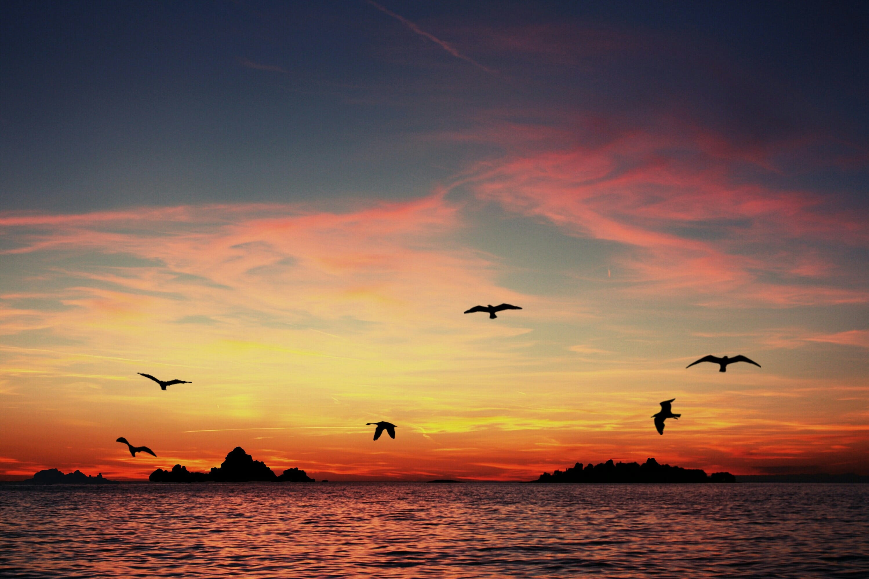 animal wildlife, water, animals in the wild, animal, holidays, red, no people, nature, sky, silhouettes, clouds, beauty in nature, body, 2K, animal themes, HD Wallpaper