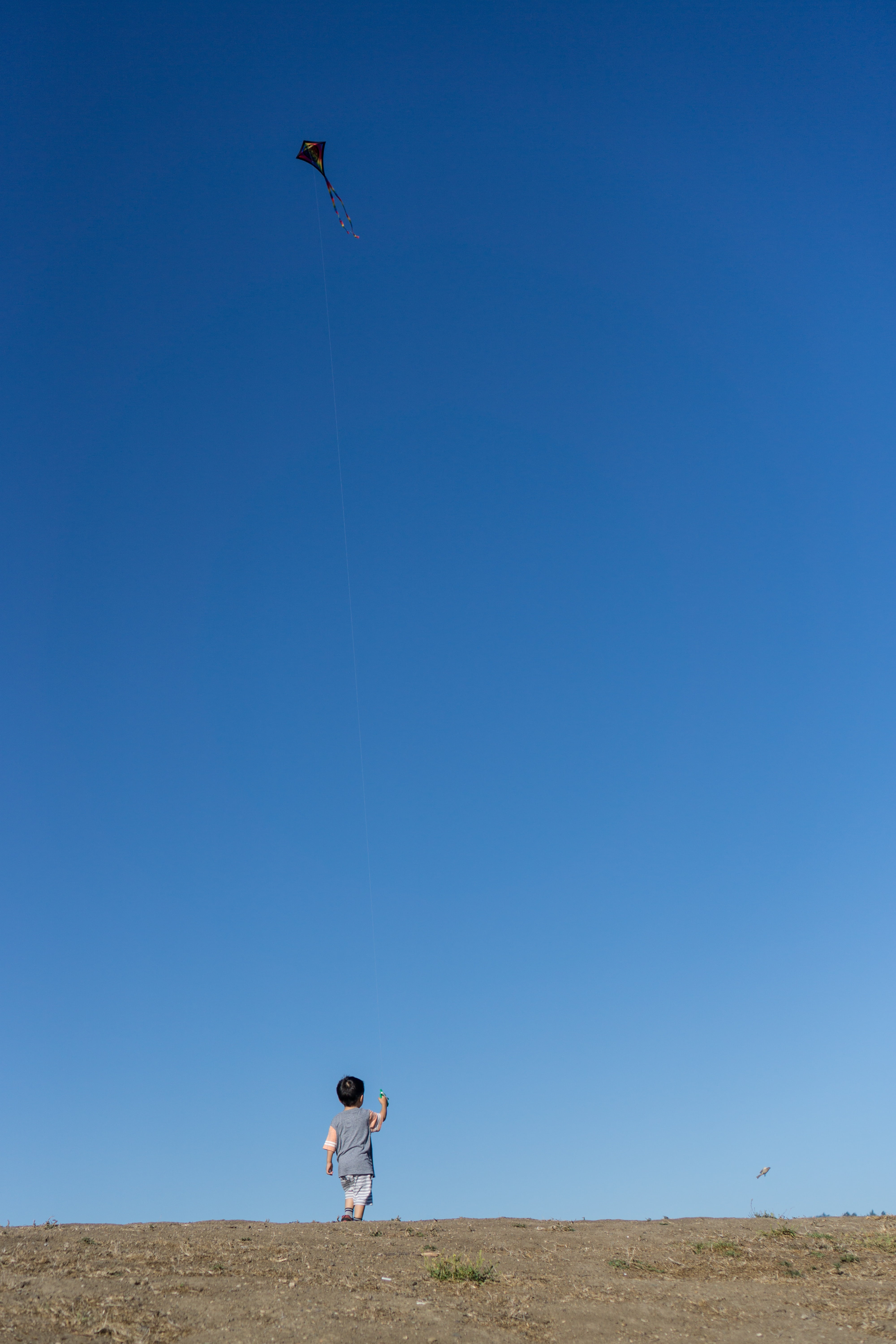 child, copy space, land, summertime, environment, blue, human arm, full length, play, sky, kite, clear sky, men, low angle view, nature, real people, boy, Phone HD Wallpaper