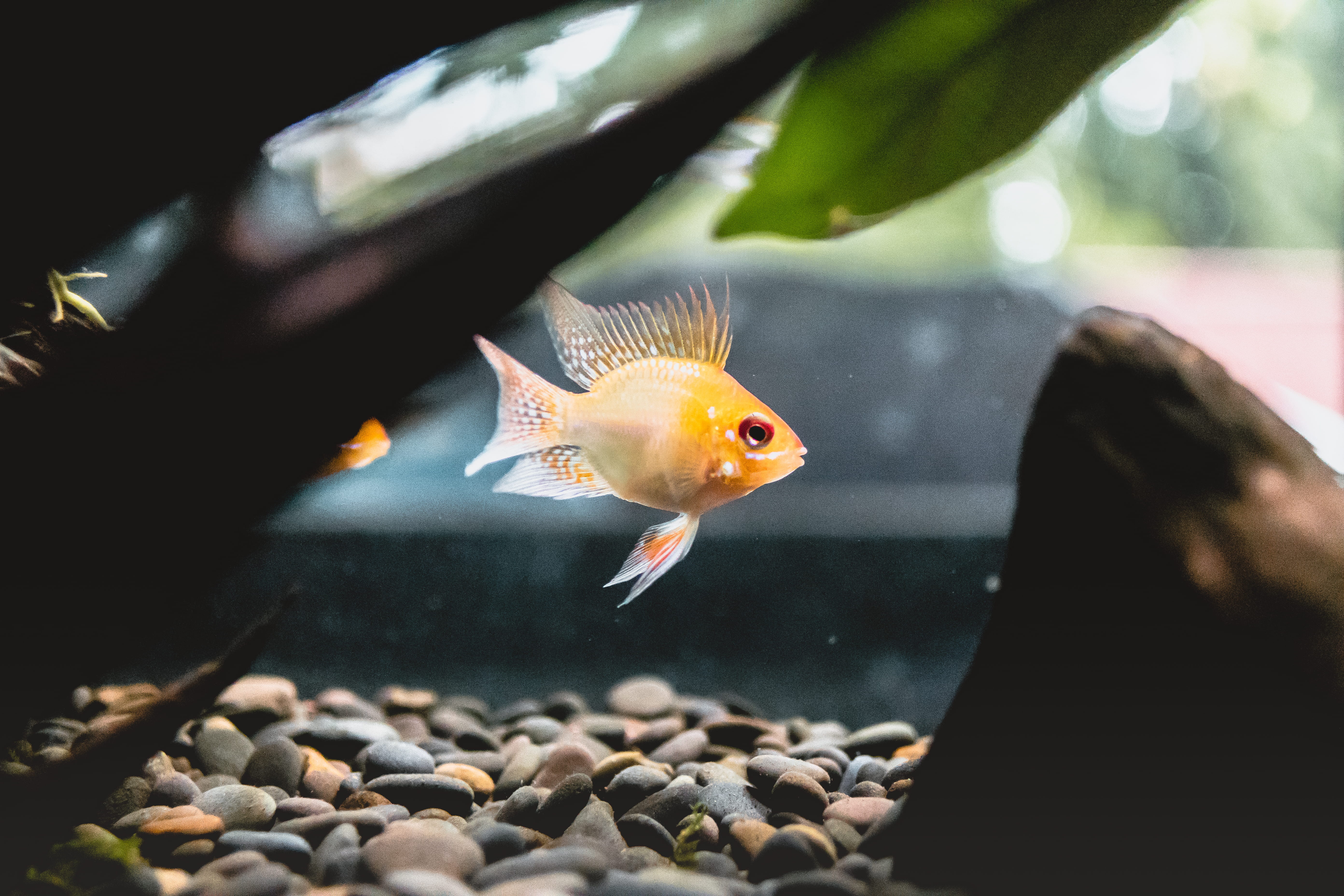 animals in captivity, nature, vertebrate, human, animals in the wild, person, photo, goldfish, animal, amphiprion, aquarium, transparent, carp, tank, solid, HD Wallpaper