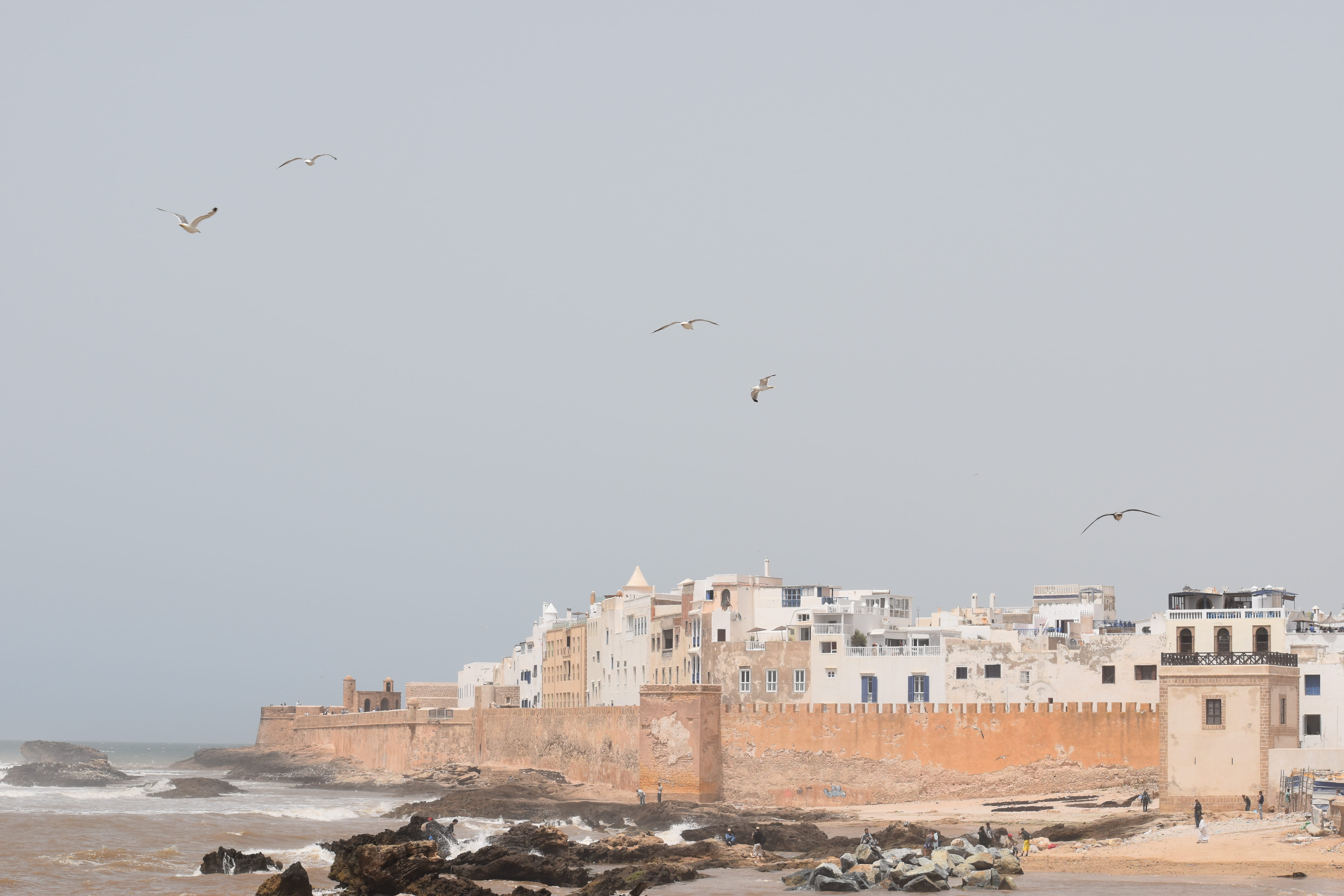 seagull, vertebrate, mid-air, concrete, animals in the wild, marocco, marrakesh, wall, group of animals, outdoors, flock of birds, morocco, daytime, bird, HD Wallpaper