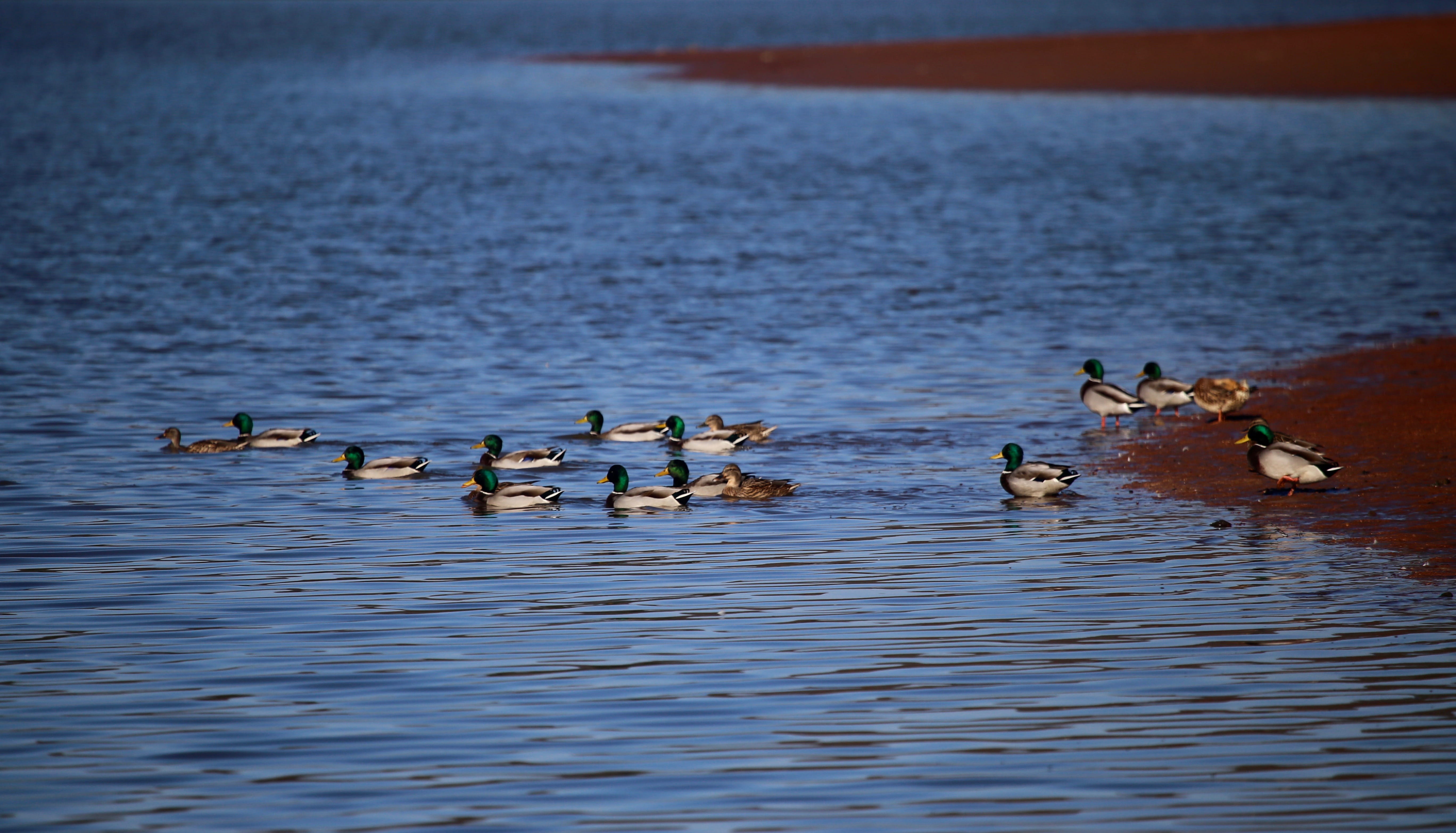 animal family, animal wildlife, oars, animal, parakeet, animals in the wild, poultry, nature, human, swan, waterfowl, bird, duck, waterfront, person, teal, HD Wallpaper