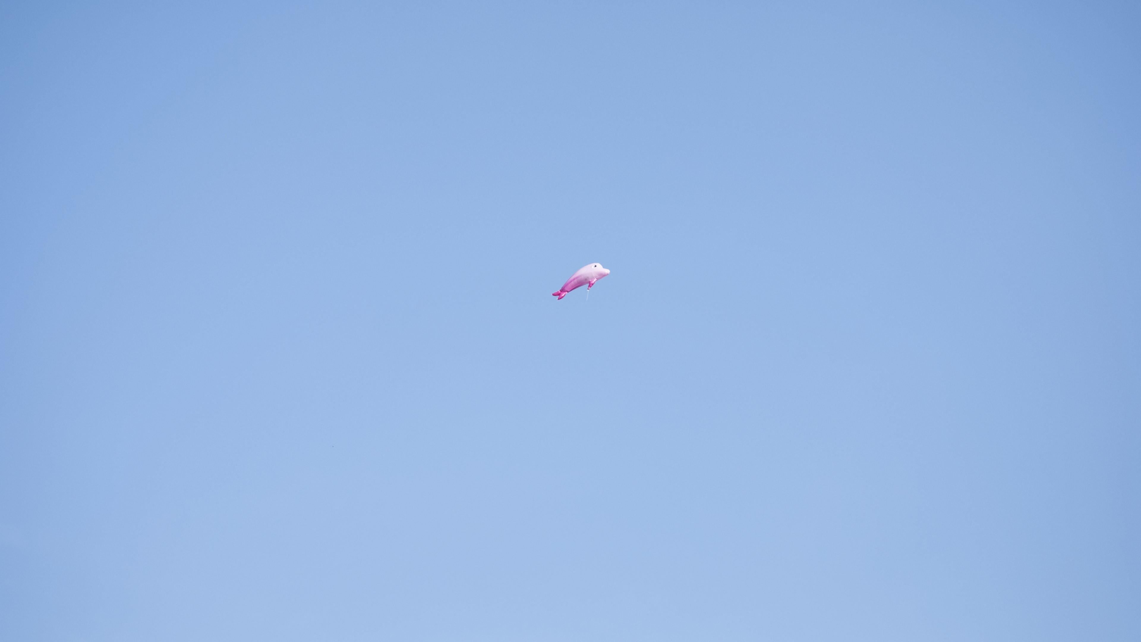 blue, single object, mid-air, pink color, sky, transportation, life, dolphin, no people, beauty in nature, 4K, freedom, tranquility, outdoors, kite, copy space, HD Wallpaper
