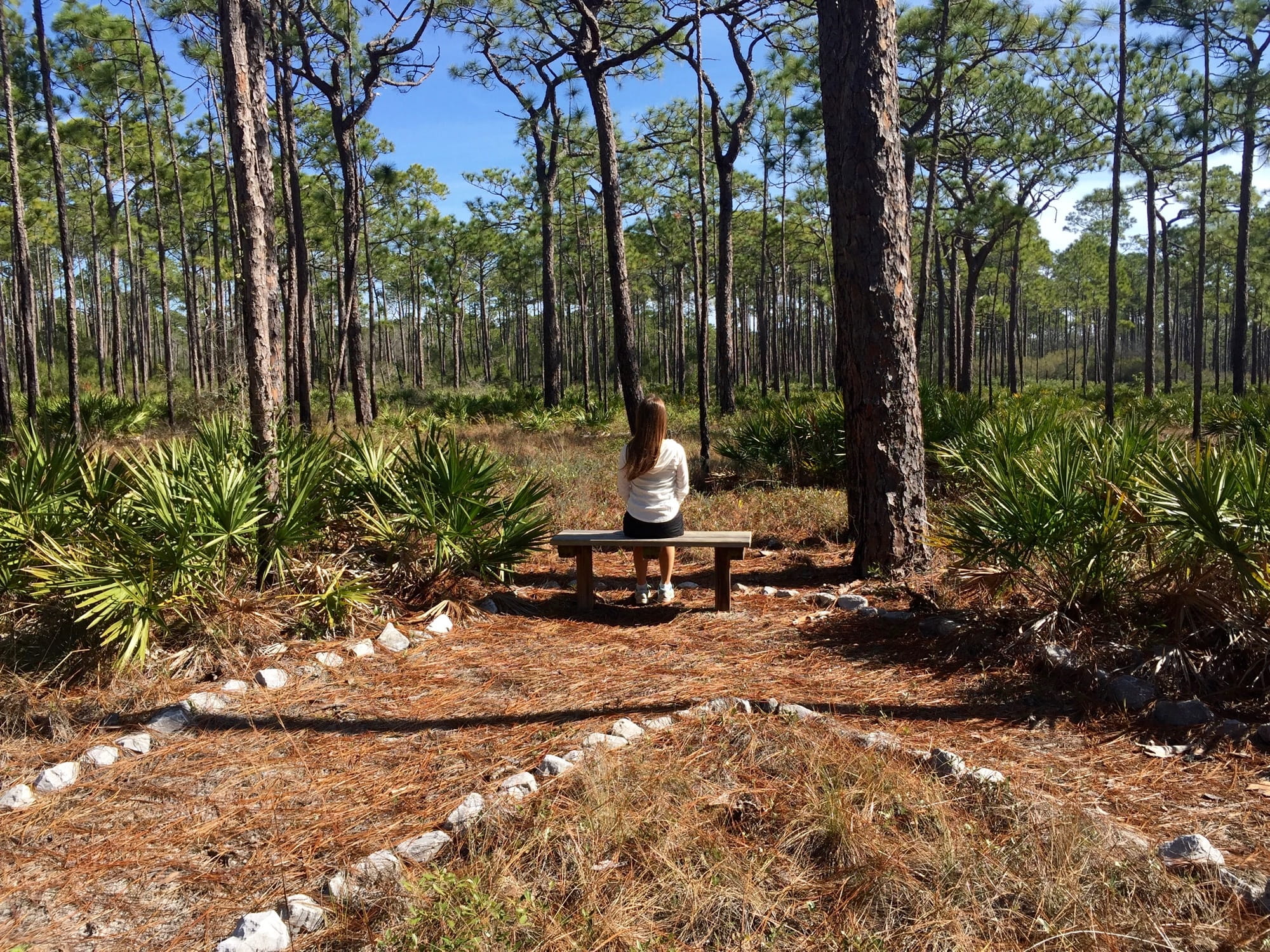 alone, sitting, plant, vertebrate, woman, meditation, sunlight, meditate, land, forest, relax, trees, natural, healthy, Reflection, reflect, day, pine tree, HD Wallpaper