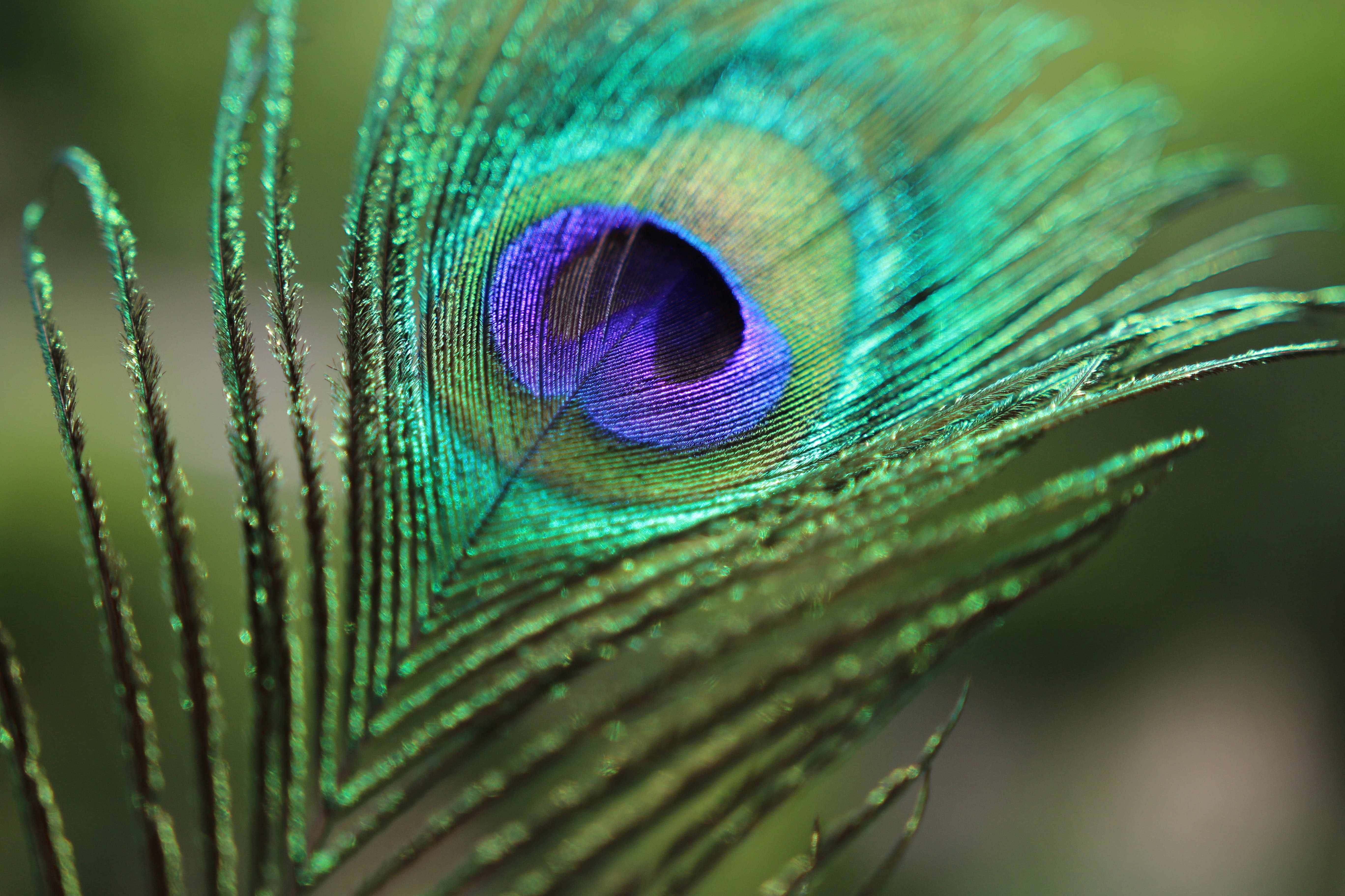 softness, blue, animal eye, teal, fragility, green, birds feather, close-up, beauty in nature, 5K, vertebrate, selective focus, animal themes, vulnerability, HD Wallpaper