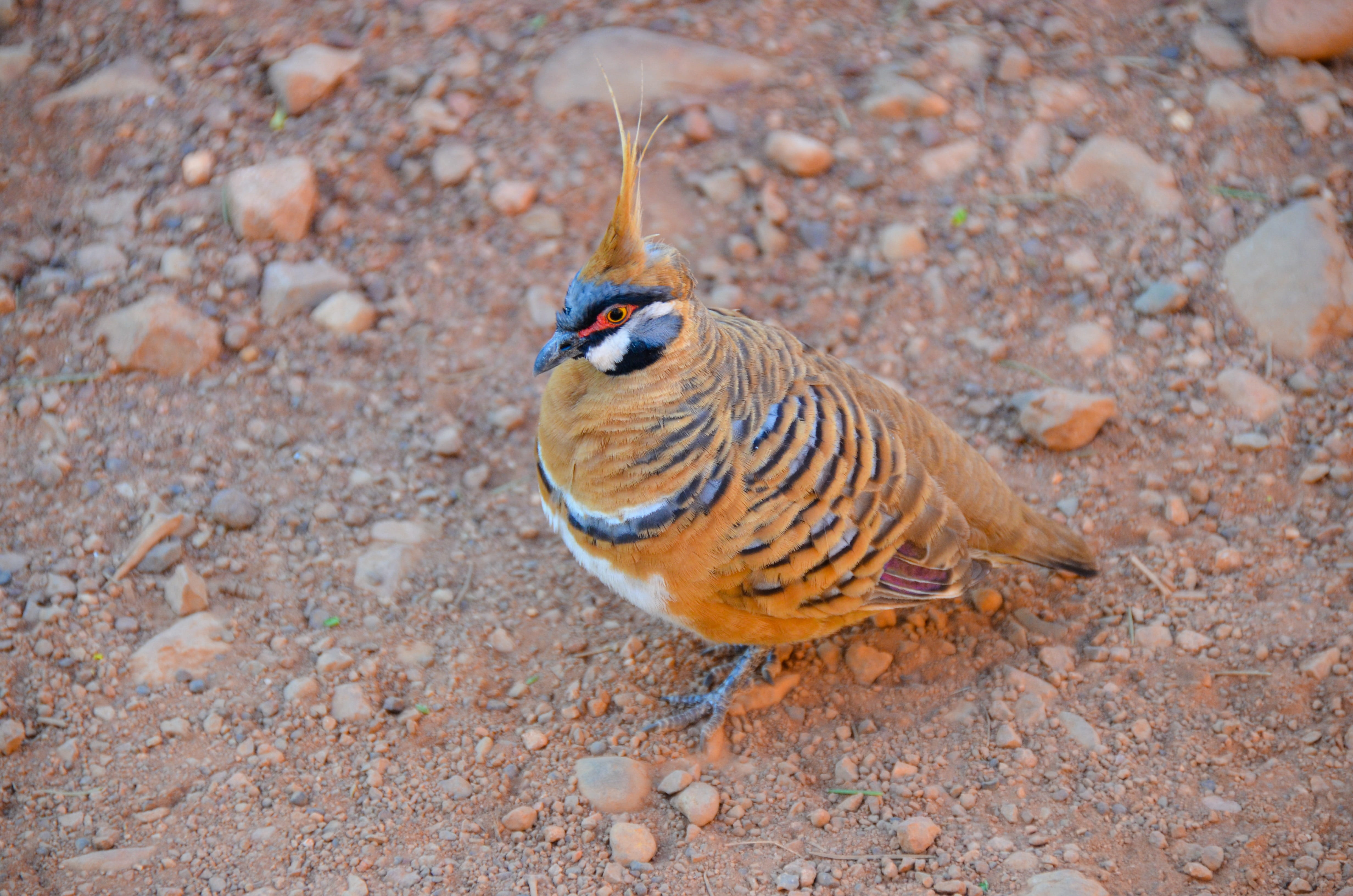 australian, pigeon, bird, animal wildlife, day, perching, vertebrate, animal, full length, wildlife, one animal, animals in the wild, high angle view, spinifex pigeon, HD Wallpaper