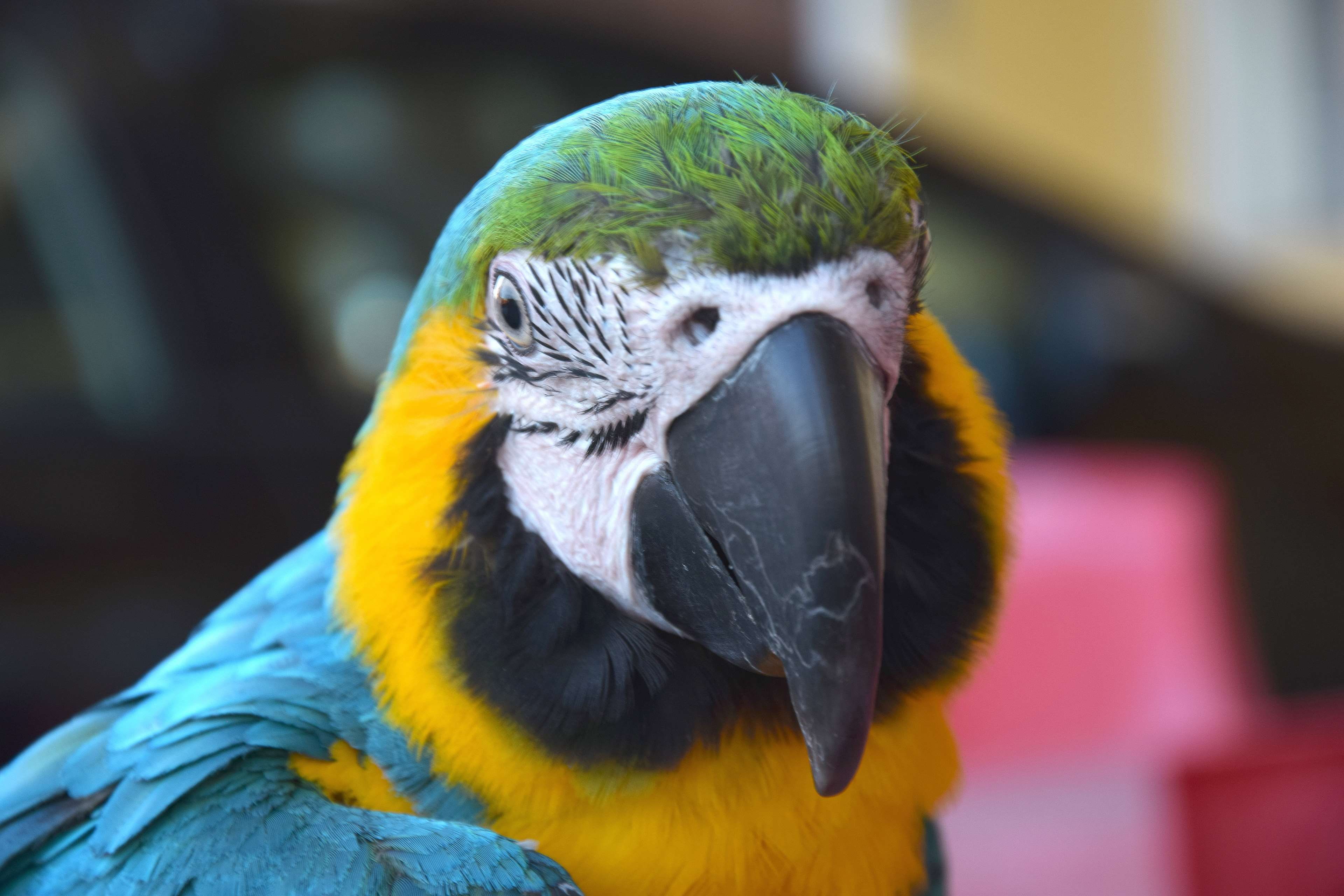 animal themes, macaw, vertebrate, focus on foreground, bird, no people, plume, color plume, one animal, nature, animal head, color parrot, day, detail, HD Wallpaper