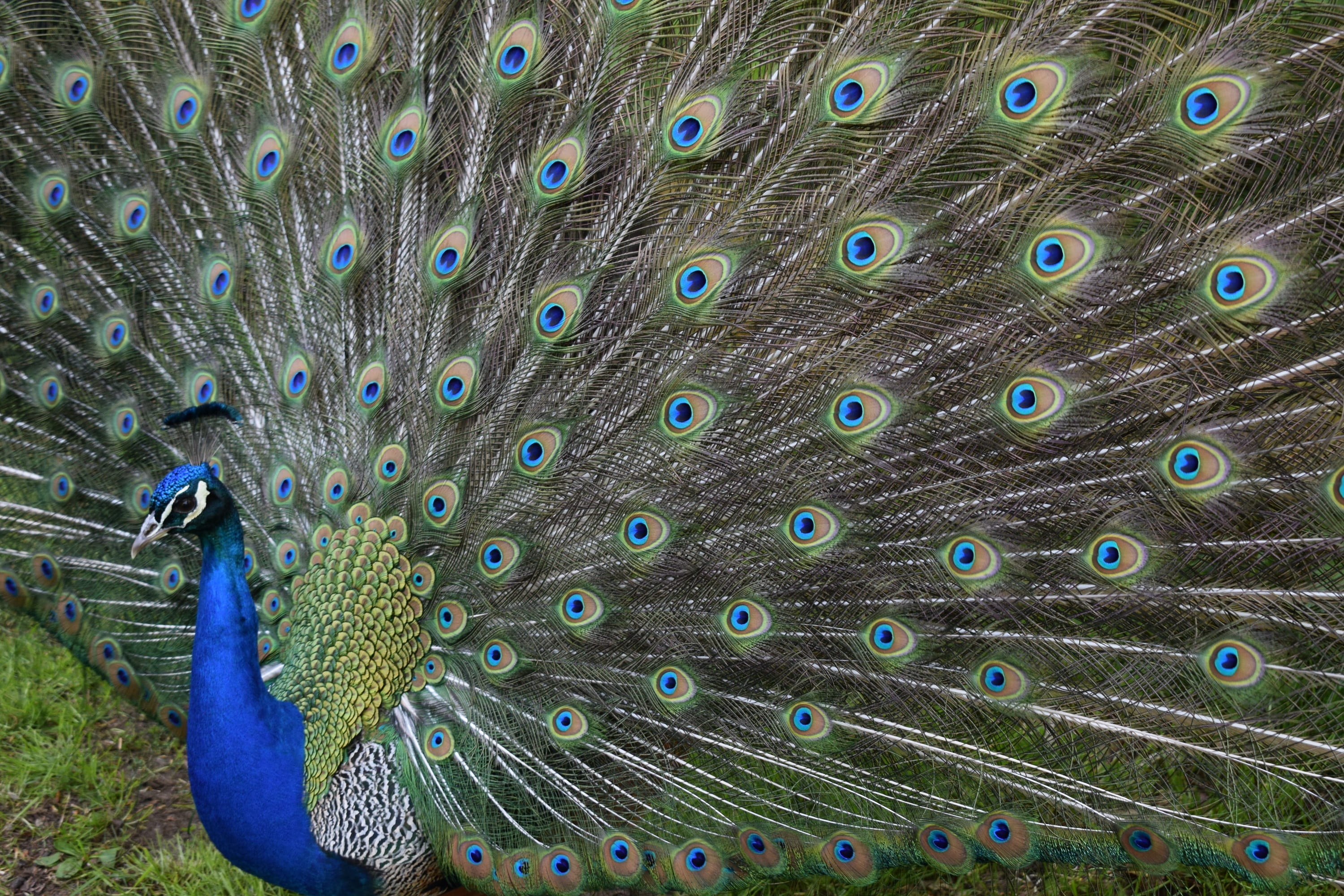 exotic, one animal, close-up, pattern, 2K, natural, male animal, beauty in nature, outdoors, vibrant, plumage, feathers, multi colored, tropical, close up, HD Wallpaper