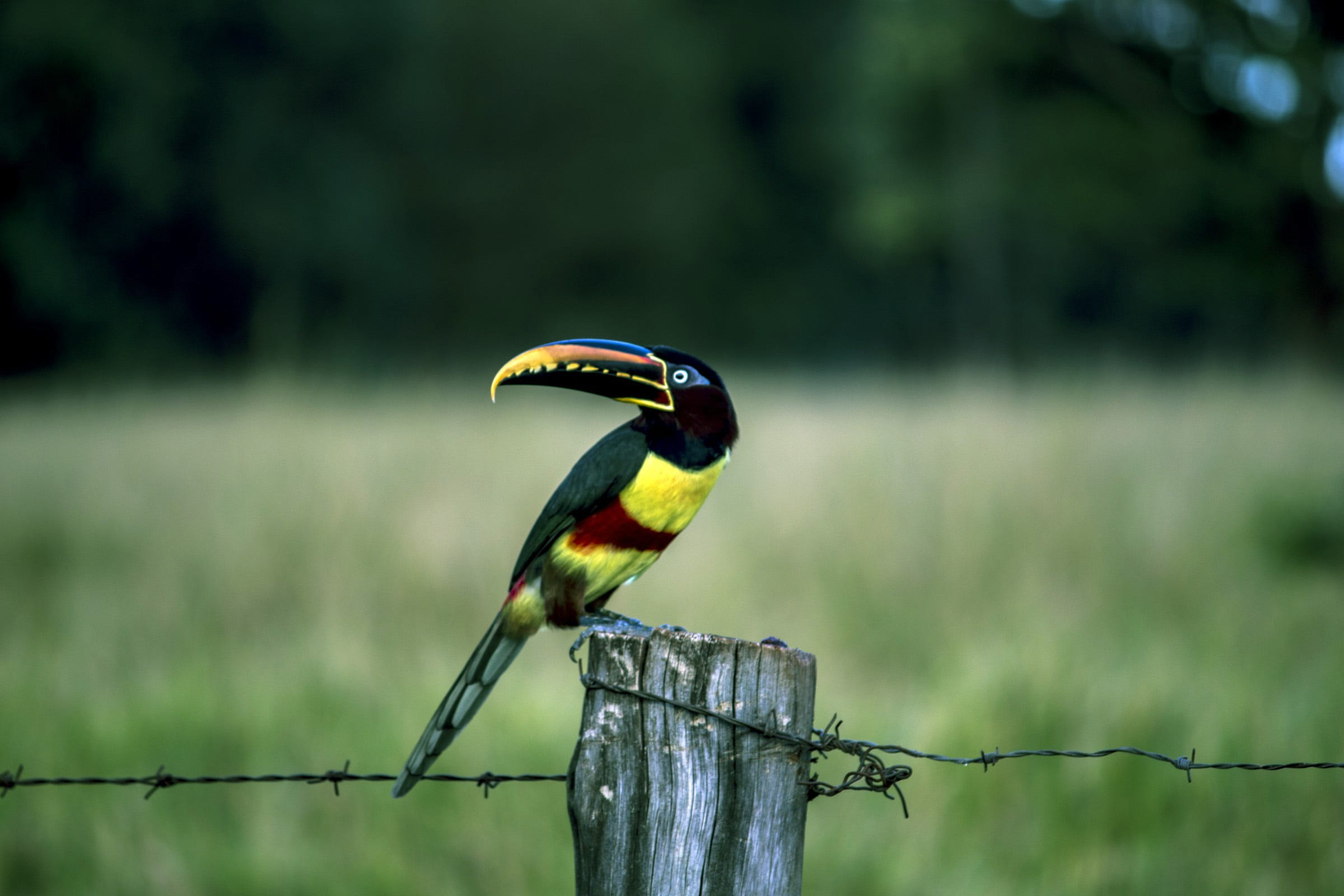 wooden post, profile view, pity, barrier, the plume, one animal, fence, animal, animals, wood - material, yellow, large spout, bird, birdie, birds brazilian, HD Wallpaper