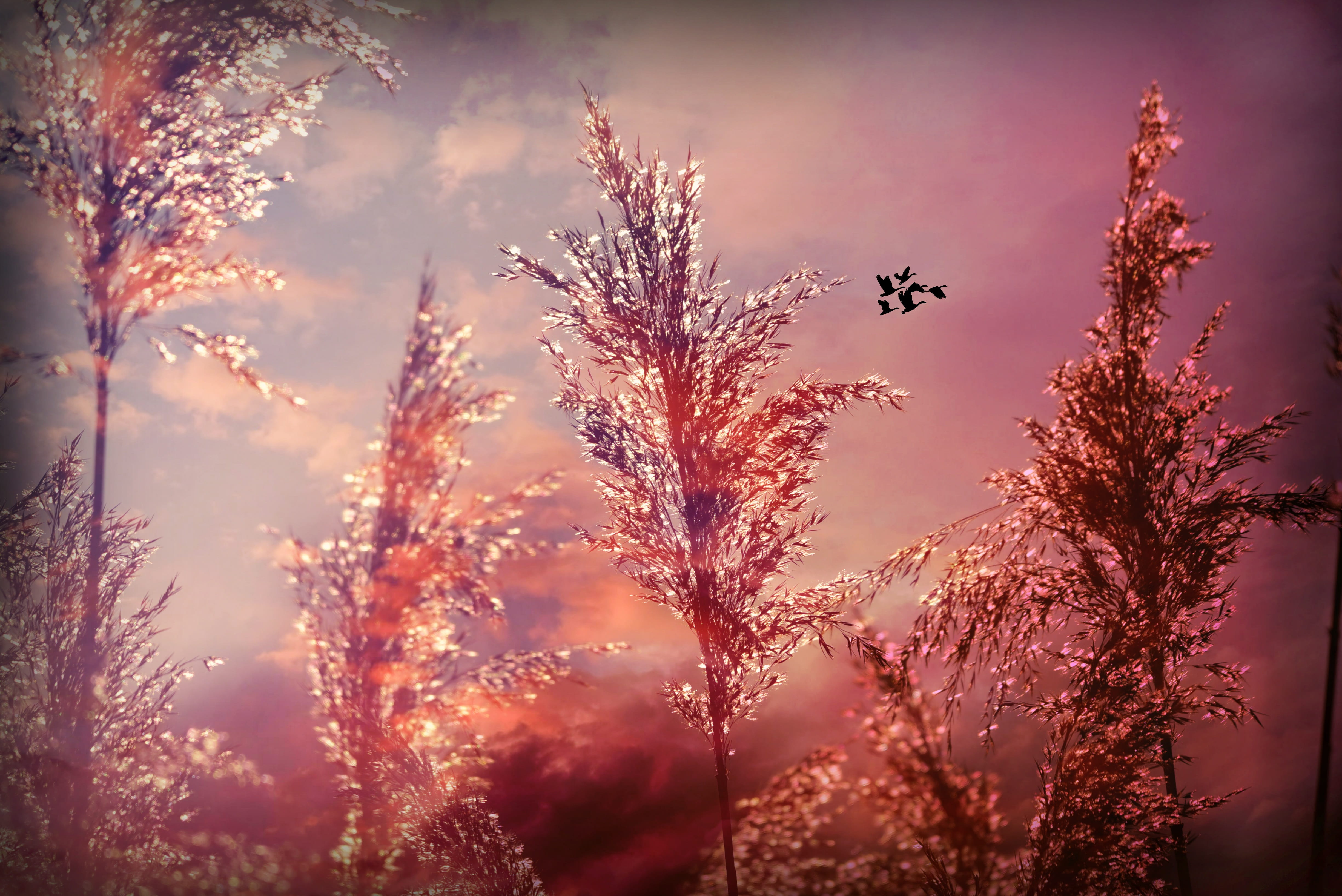 close-up, sky, plume, outdoors, freshness, feathery, selective focus, tranquil scene, day, phragmite, vegetation, soft, beauty in nature, plant, grasses, HD Wallpaper