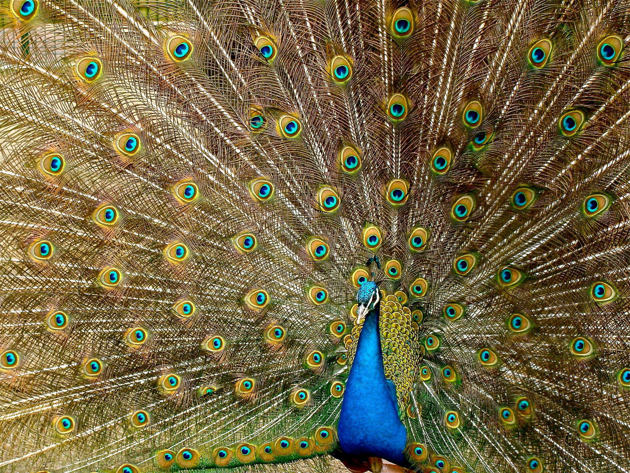 animals in the wild, bird, feather, plume, beak, fowl, animal wildlife, turquoise, vibrant, yellow, colorful, green Color, close-up, multi Colored, artwork, HD Wallpaper