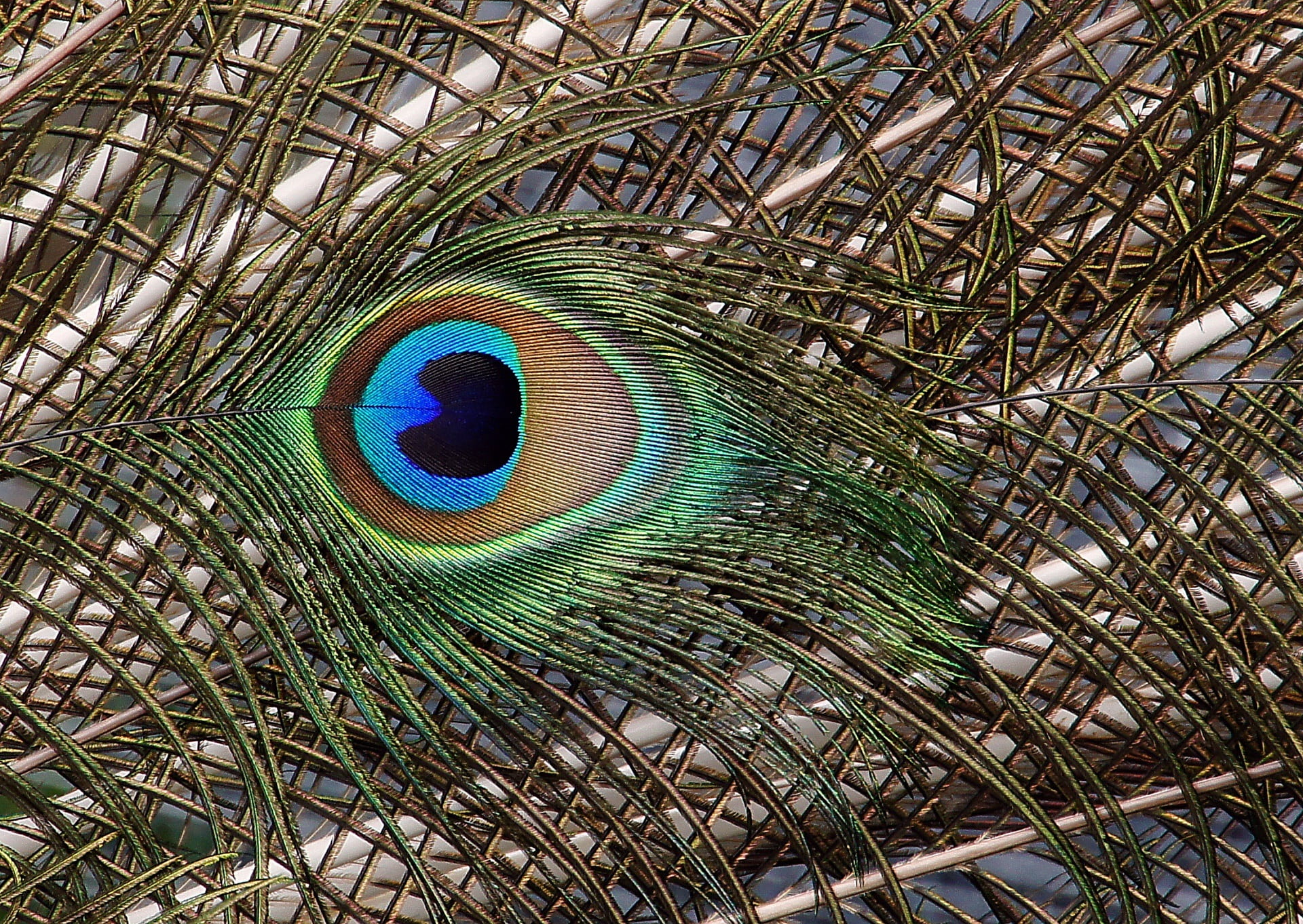 peacock feather, nature, animals in the wild, 1080P, animal head, peafowl, vibrant, close up, green color, no people, looking at camera, tail feathers, HD Wallpaper