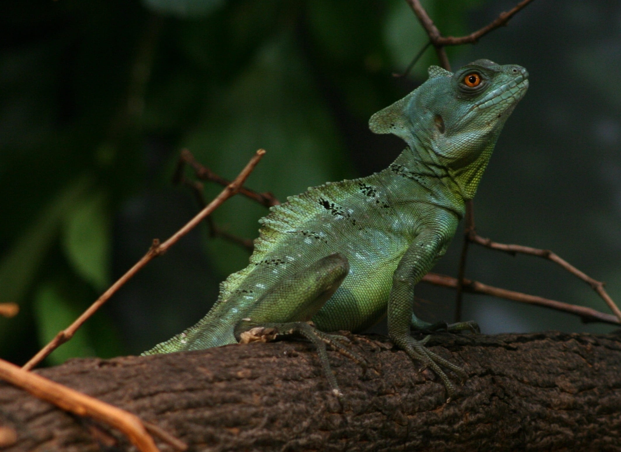 tropical, wildlife, branch, nature, close-up, green, reptile, double crested, animals in the wild, iguana, zoo, plant, animal themes, central america, animal body part, HD Wallpaper