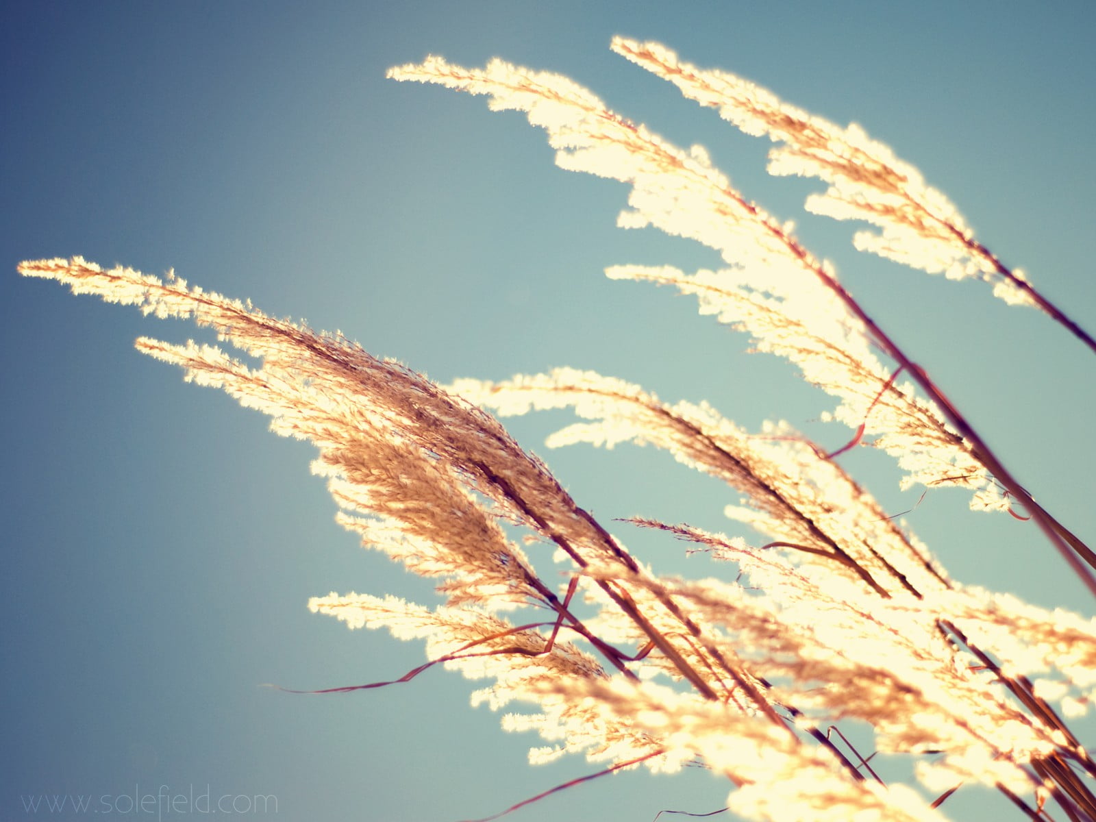 plants, close, 720P, brown, sea grass, photo, nature, HD Wallpaper