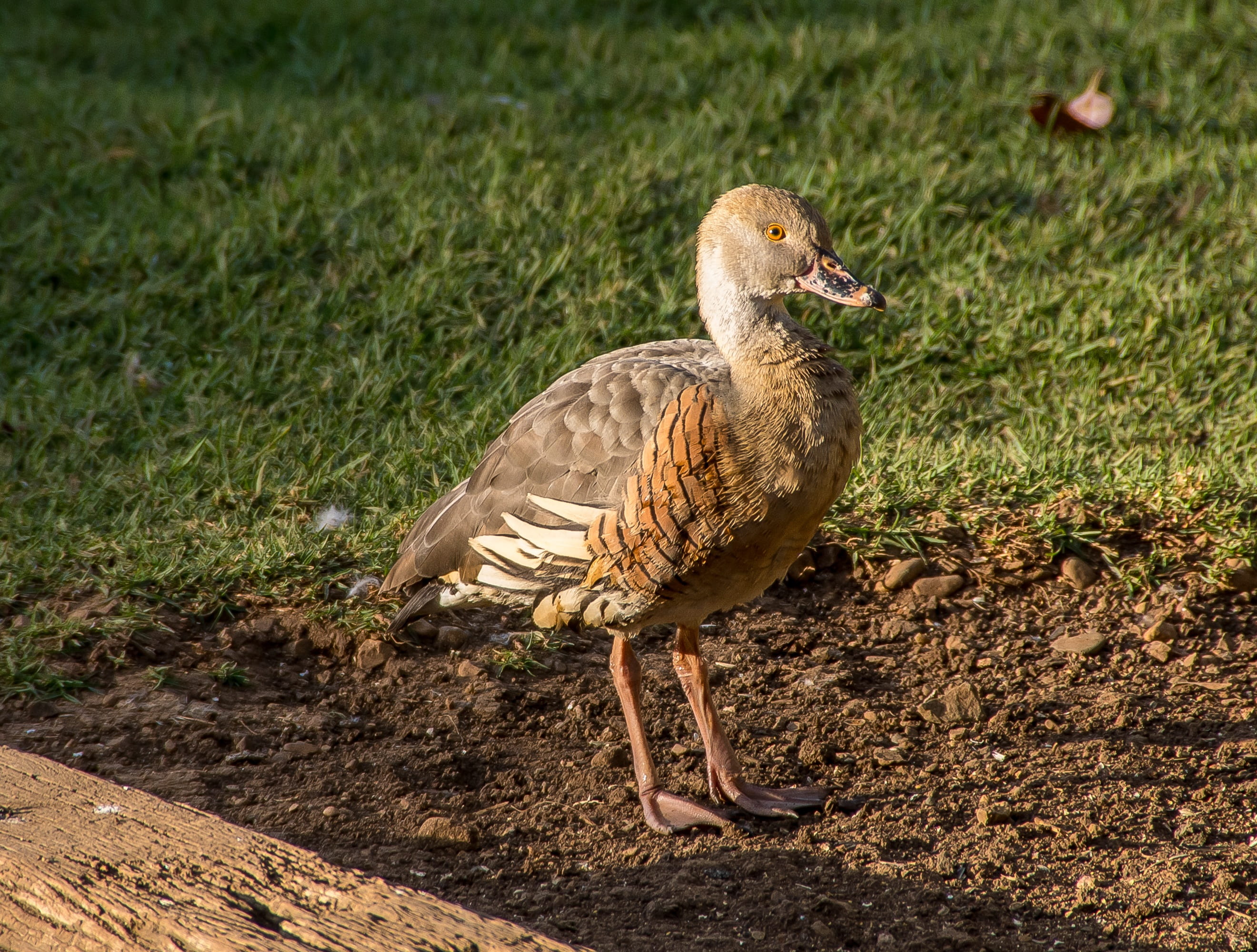 animal themes, grass, one animal, nature, plumed whistling duck, land, water bird, sunlight, queensland, animal wildlife, no people, focus on foreground, HD Wallpaper
