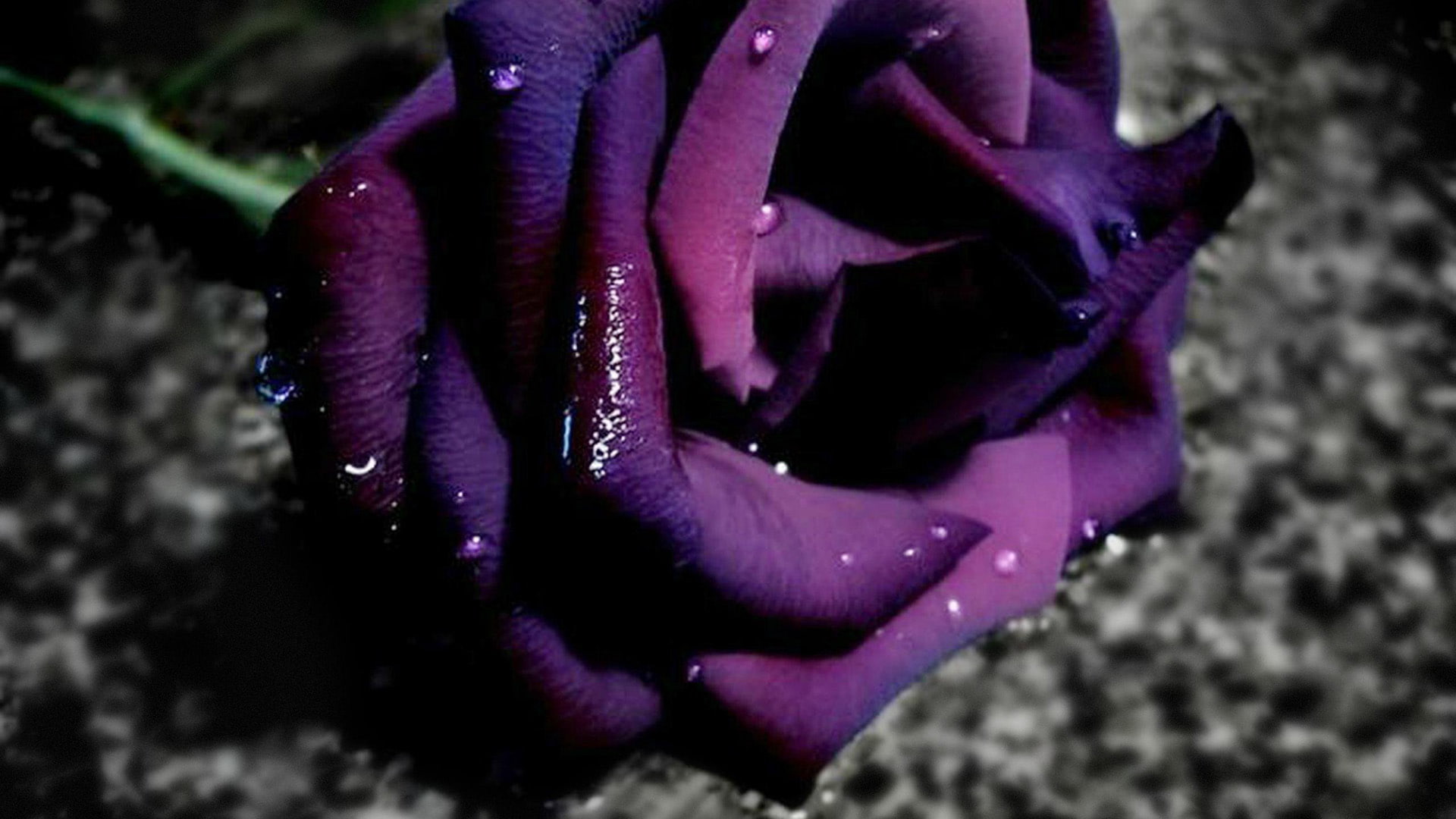 flower, shape, starfish, 1080P, digital, echinoderm, animal, graphic, generated, violet, motion, artistic, purple, flowers, finger, invertebrate, HD Wallpaper