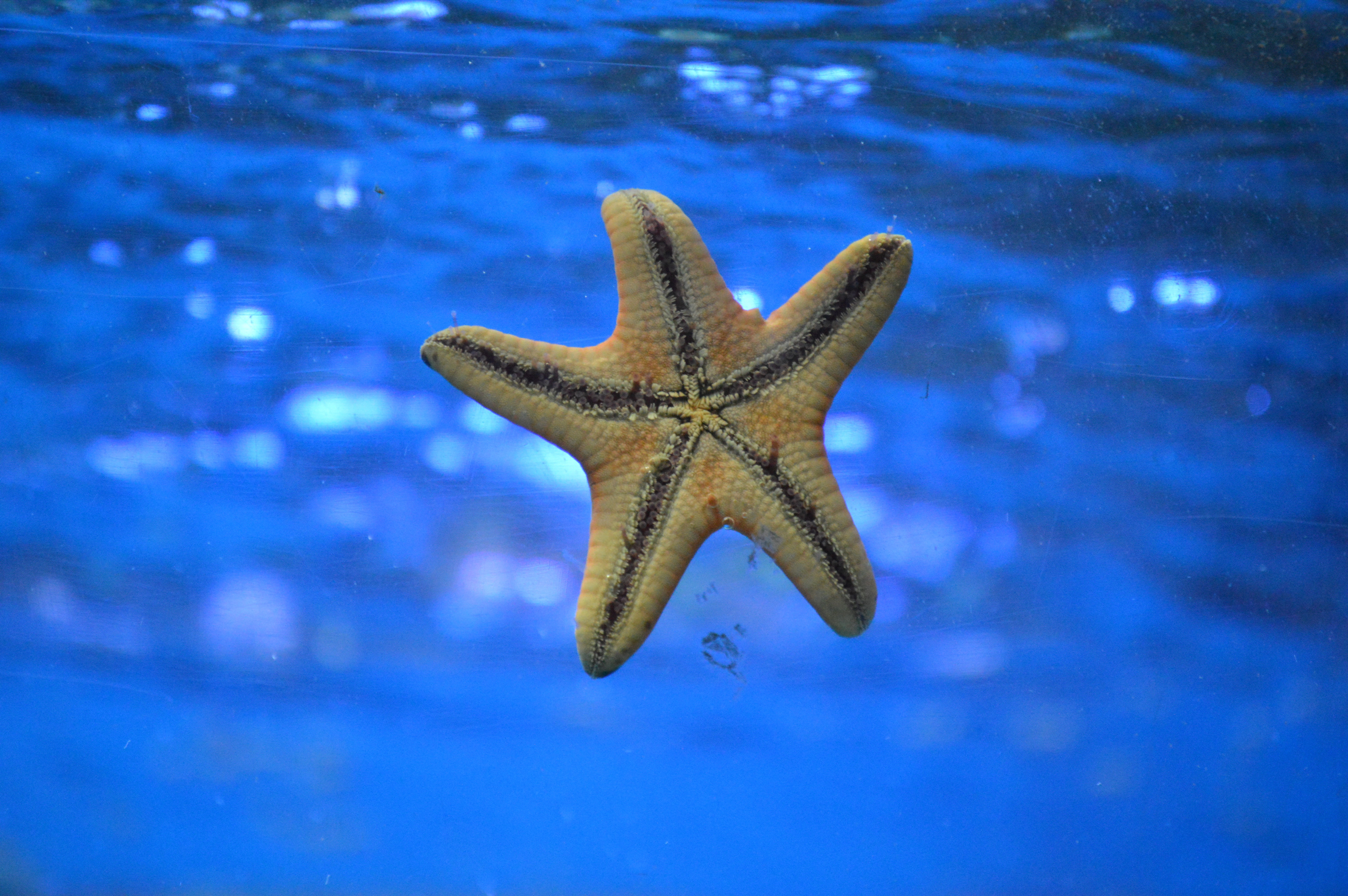 animals in captivity, close-up, copy Space, reef, marine, coastline, swimming, backgrounds, water, invertebrate, wildlife, star Shape, swim, blue, underwater, HD Wallpaper