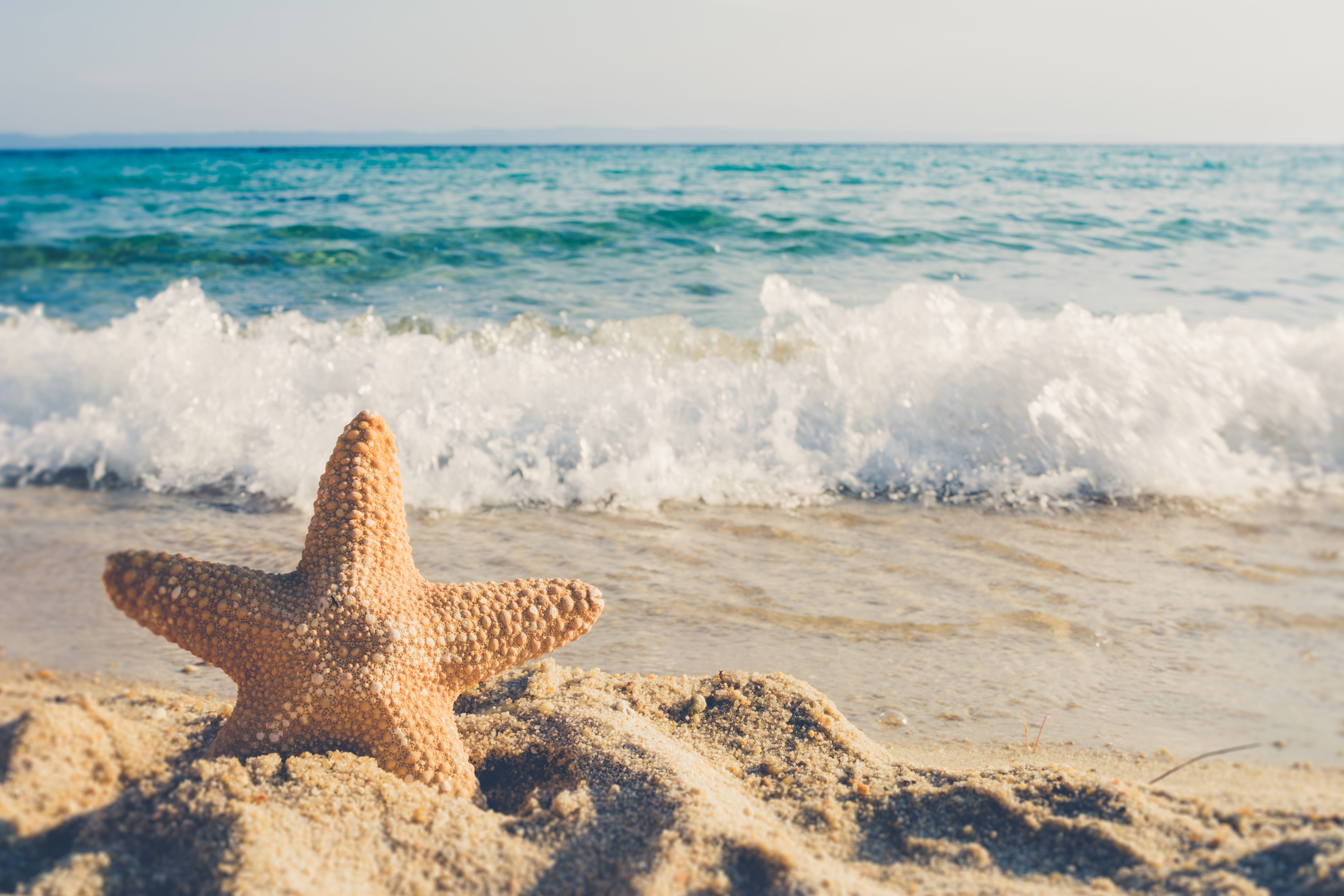 waters Edge, sport, horizontal, star shape, beach, travel Destinations, coast, travel, close up, time, water, invertebrate, tranquil scene, idyllic, one animal, HD Wallpaper