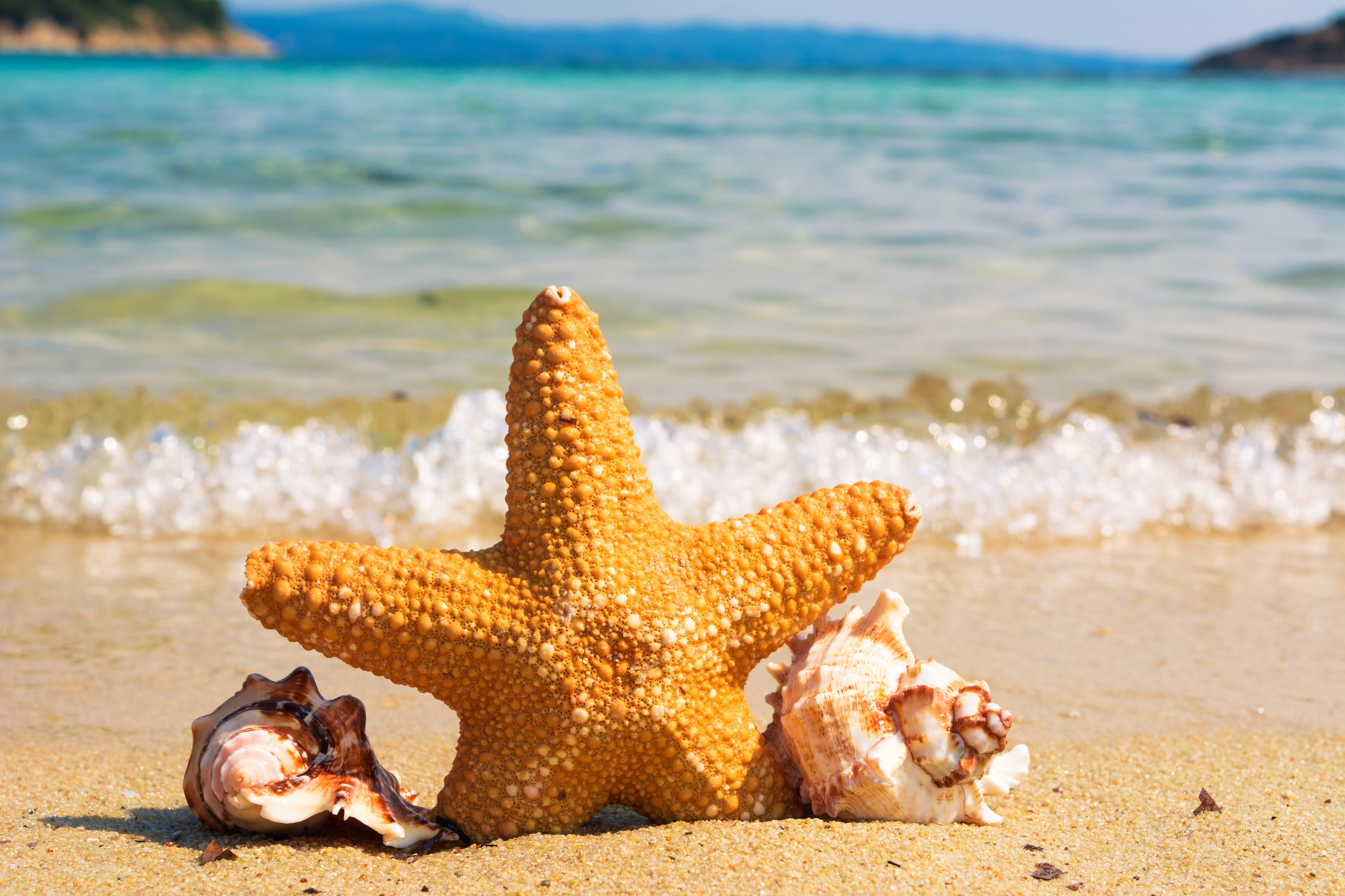 waves, land, photography, horizontal, marine, one animal, seaside, sea, echinoderm, no people, nature, day, star shape, shell, animals in the wild, sea life, HD Wallpaper
