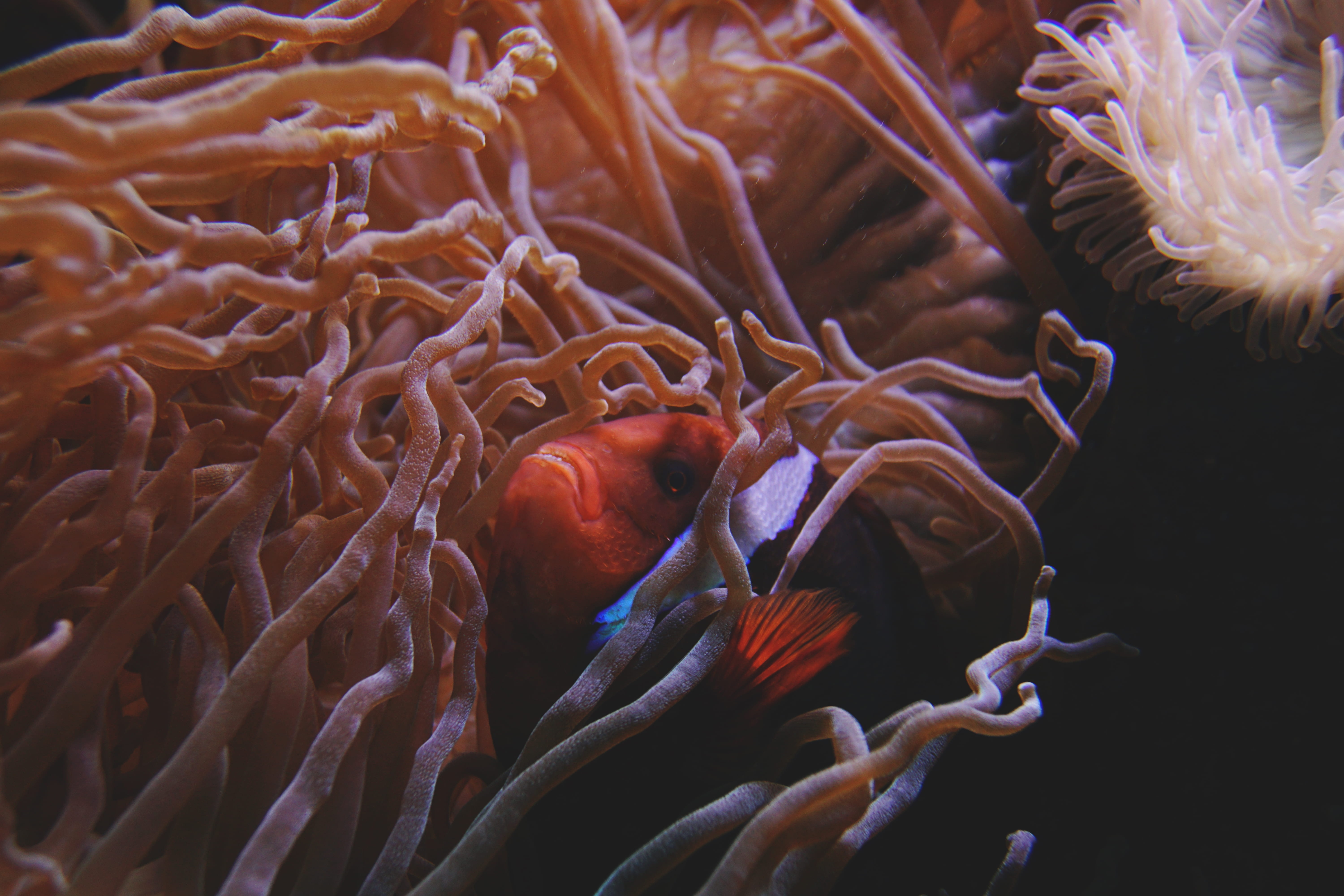 vertebrate, sea, marine, fish, underwater, no people, coral, animal wildlife, marine life, water, diving, beauty in nature, anemone, undersea, animal themes, HD Wallpaper