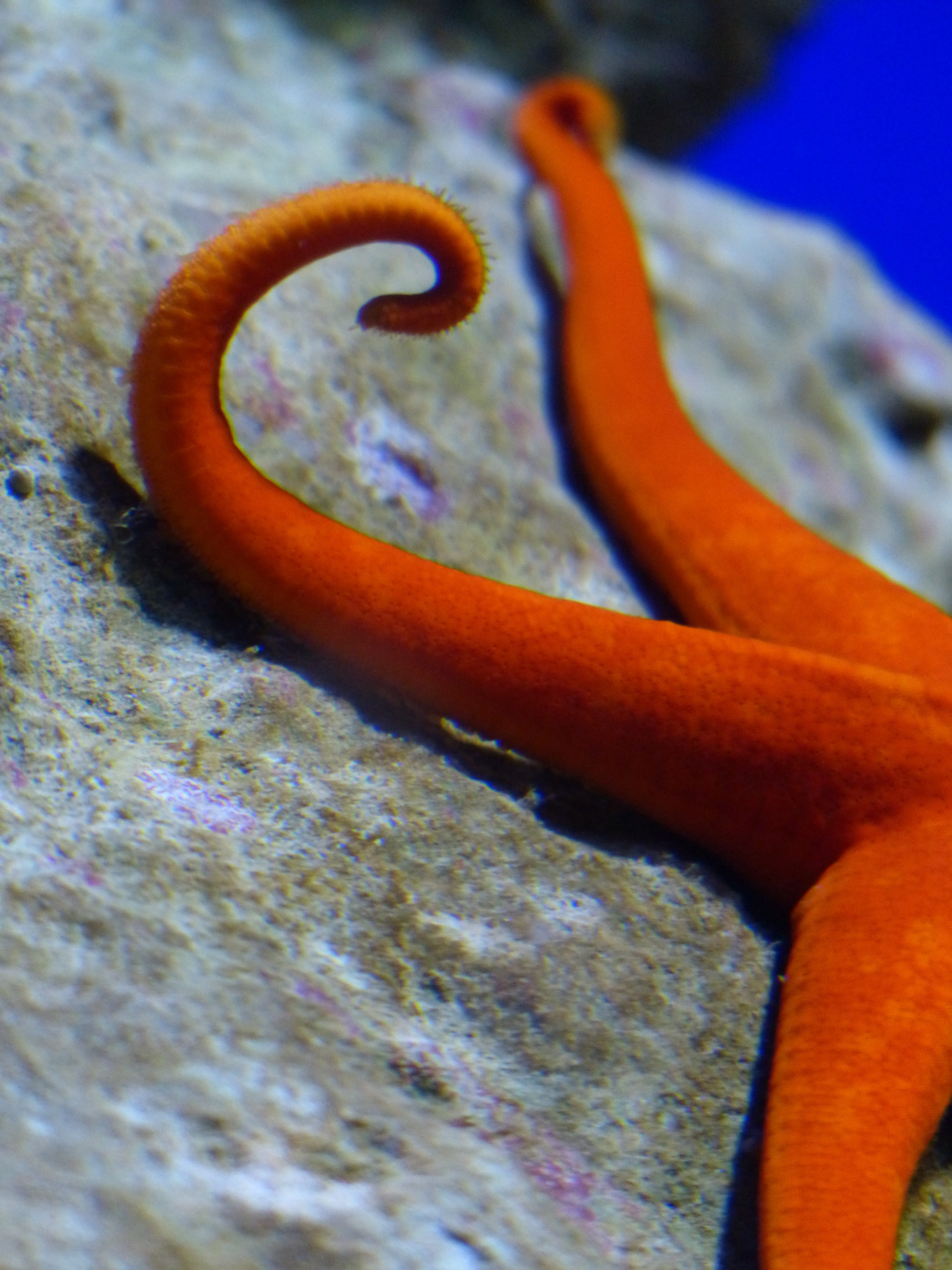 leiaster speciosus, animal wildlife, echinasteridae, day, reptile, real people, unrecognizable person, sea animal, meeresbewohner, body part, one animal, Phone HD Wallpaper