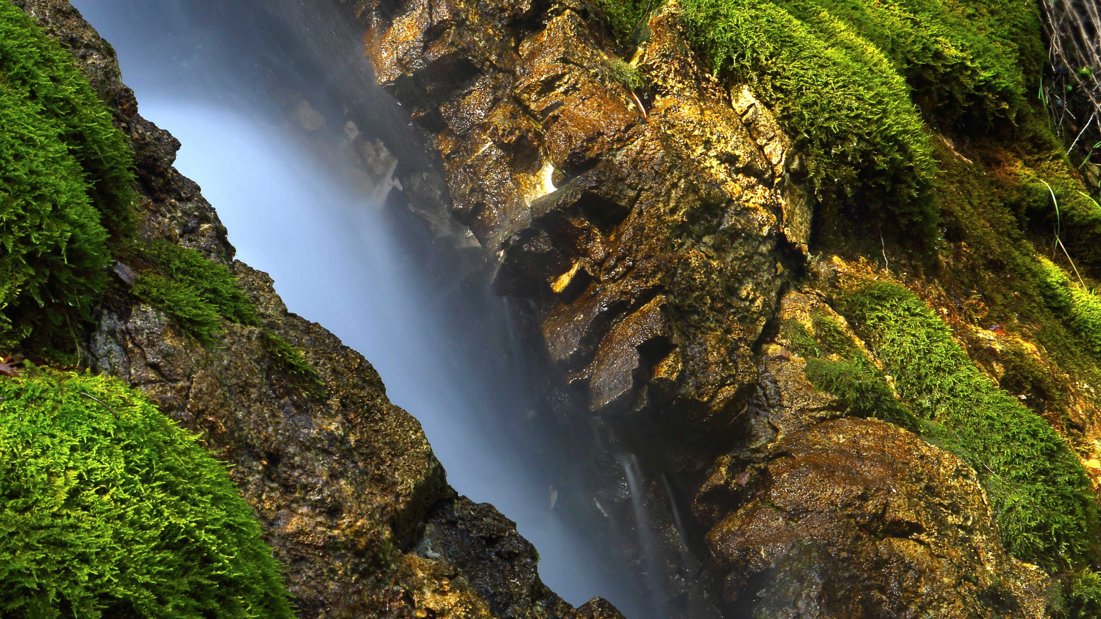 tree, animal, nature, tranquility, natural, waterfall, beauty in nature, surface, scenics - nature, rock, no people, rock - object, mollusk, design, grunge, HD Wallpaper
