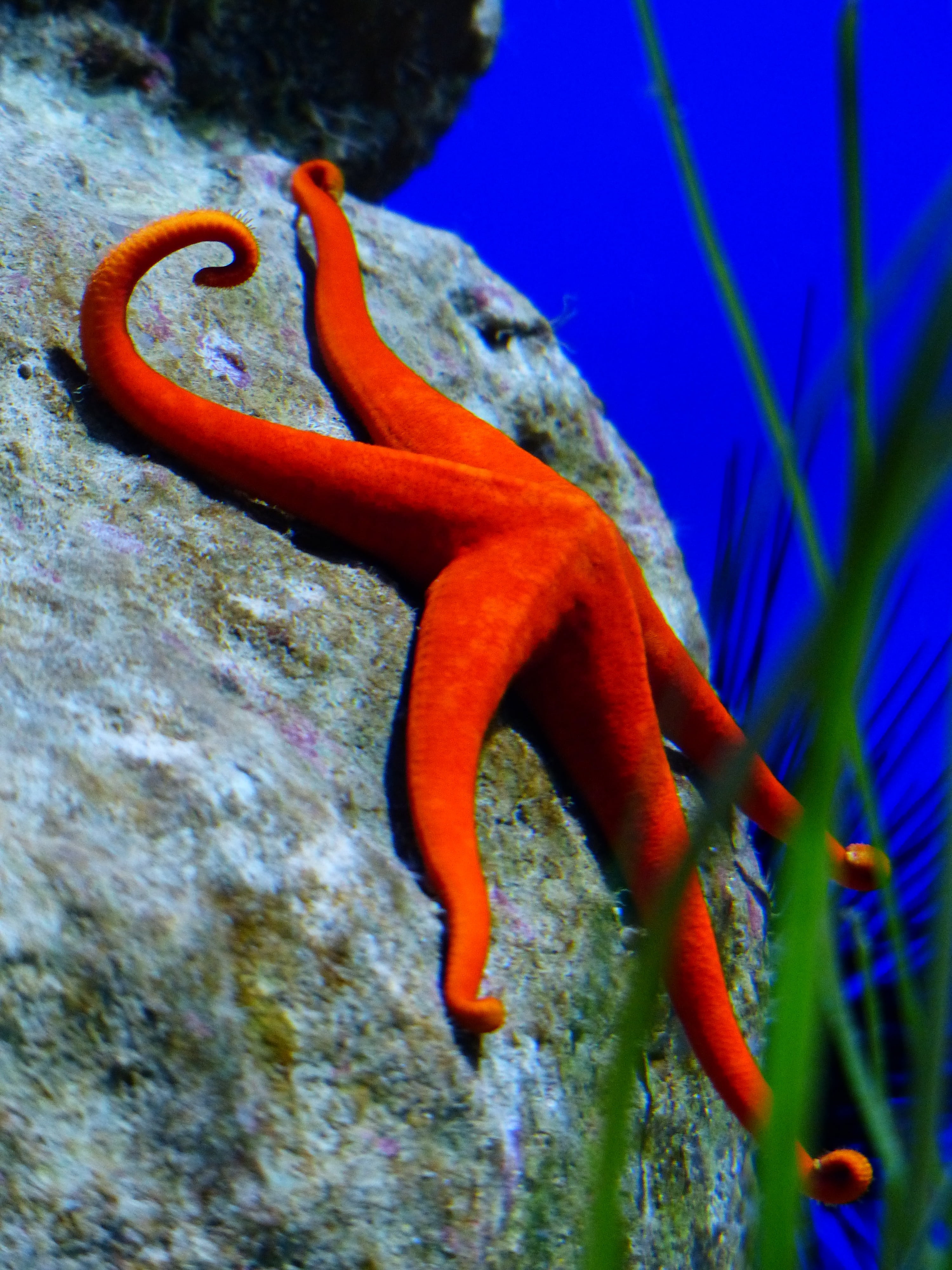 rock - object, close-up, plant, solid, purple star, no people, animals in the wild, animal, red starfish, underwater, eleutherozoe, sea animal, echinasteridae, Phone HD Wallpaper